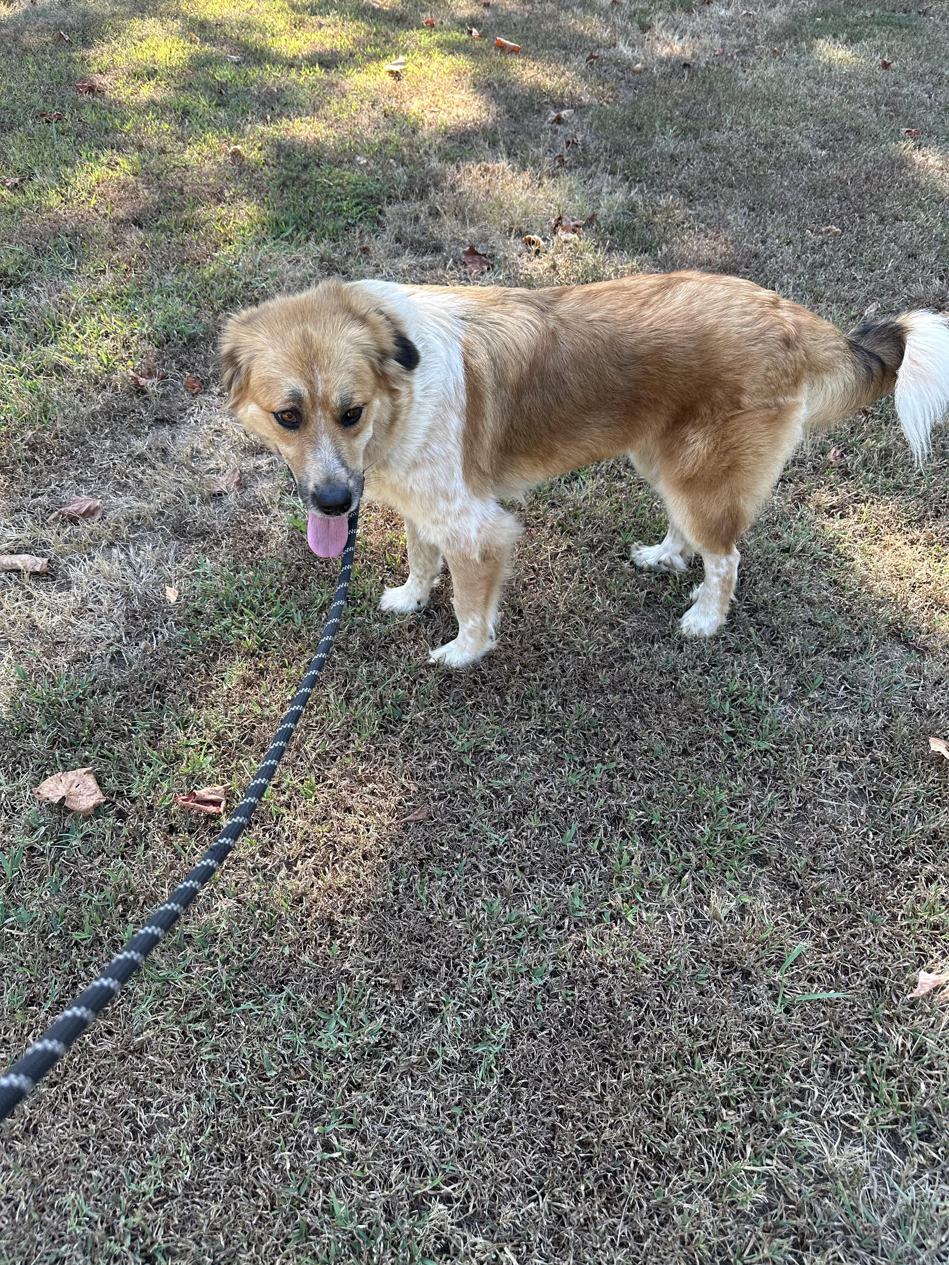 Enlarge Mocha, a Adoptable mixed breed in Tahlequah, OK image 5/6
