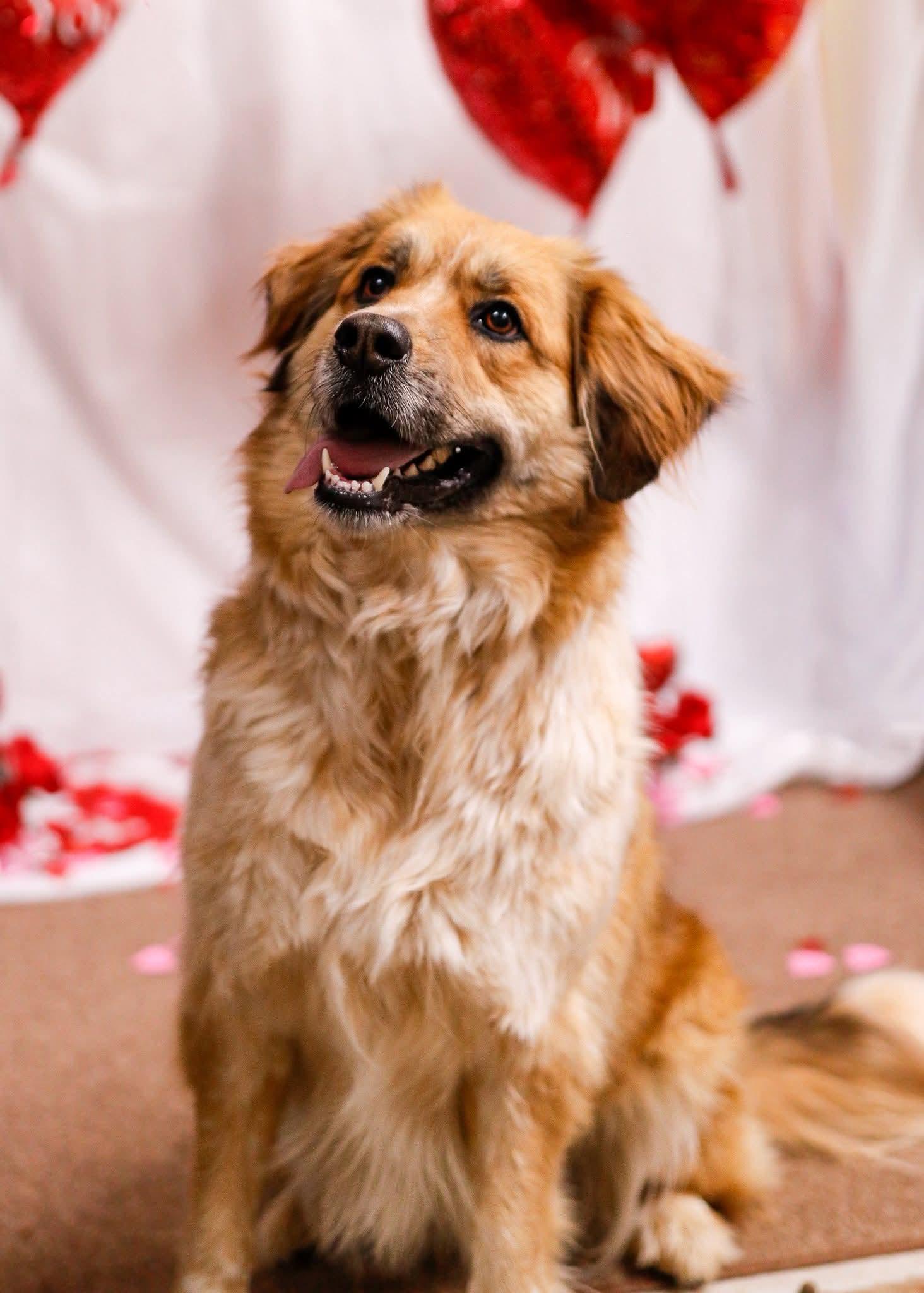 Enlarge Mocha, a Adoptable mixed breed in Tahlequah, OK image 2/6