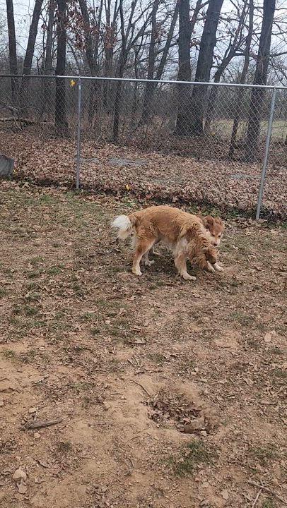 Enlarge Mocha, a Adoptable mixed breed in Tahlequah, OK image 6/6