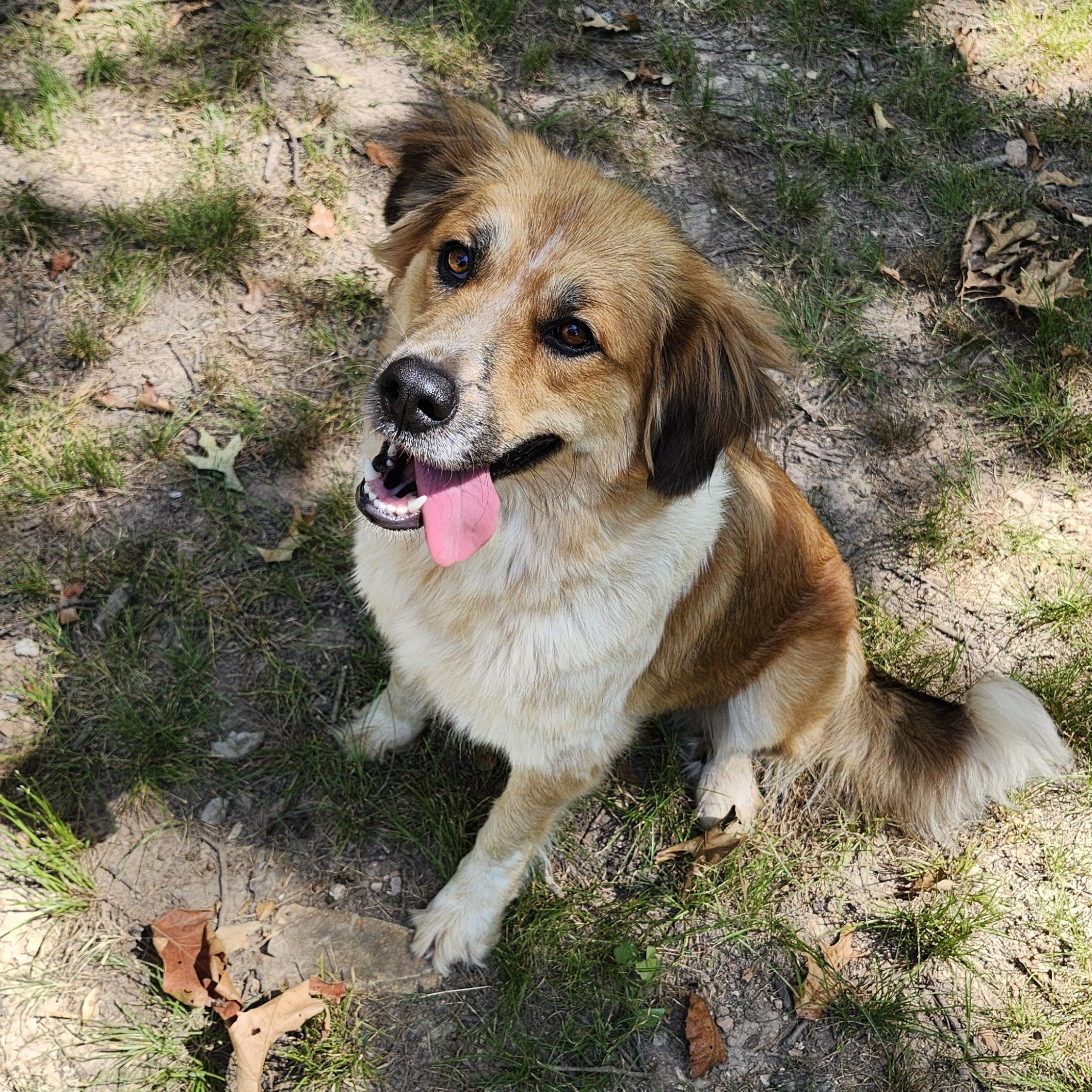 Mocha, a Adoptable mixed breed in Tahlequah, OK image 3/3