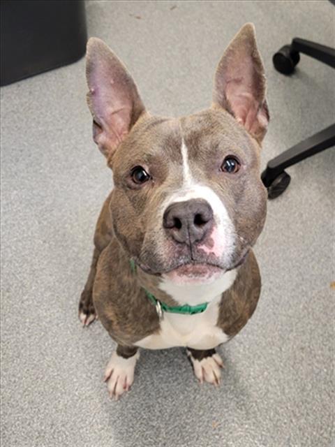 Enlarge ZEALAND, a Adoptable Pit Bull Terrier in Toledo, OH image 1/1