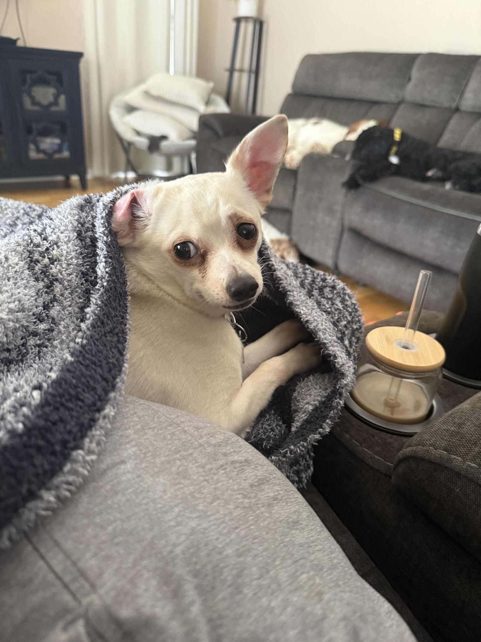 Chubs, Adopted, Young Male Chihuahua.