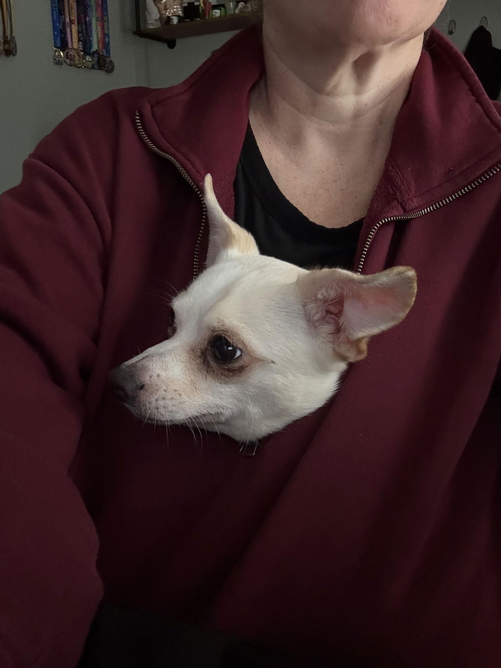 Chubs, a Adopted Chihuahua in Orlando, FL image 2/3