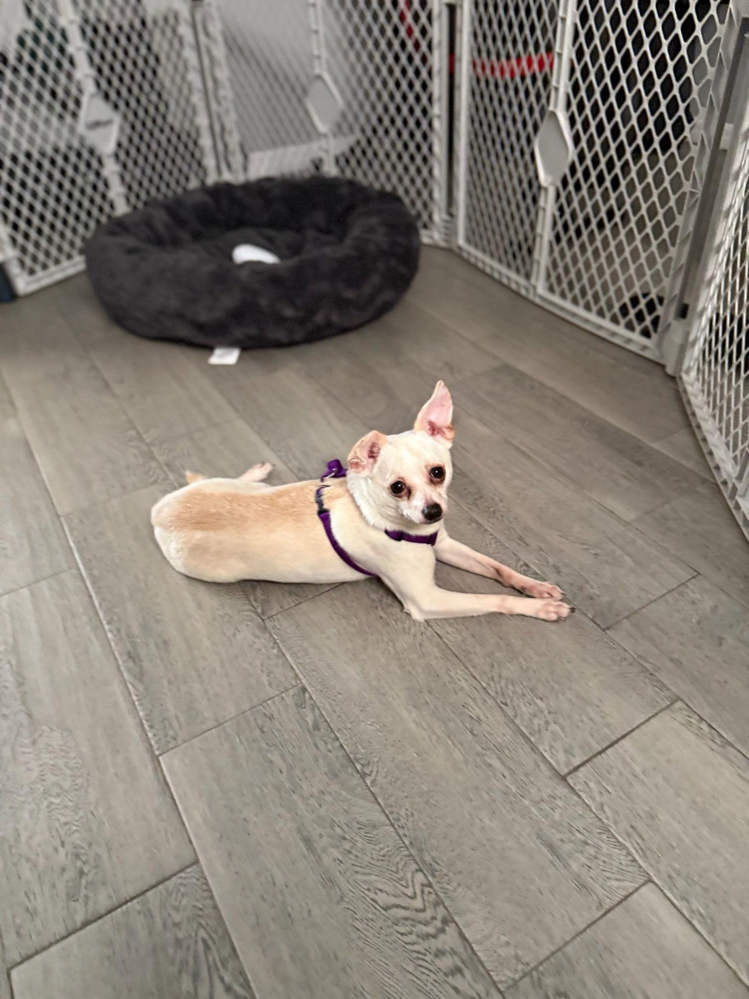 Chubs, a Adopted Chihuahua in Orlando, FL image 3/3