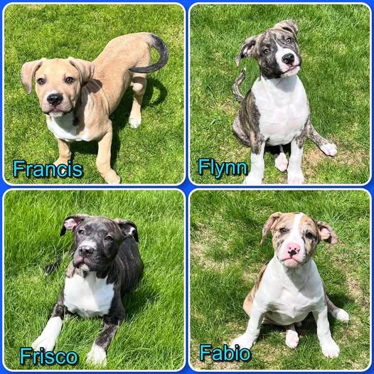 Enlarge F Litter - Puppies , an adopted mixed breed in Traverse City, MI image 1/1
