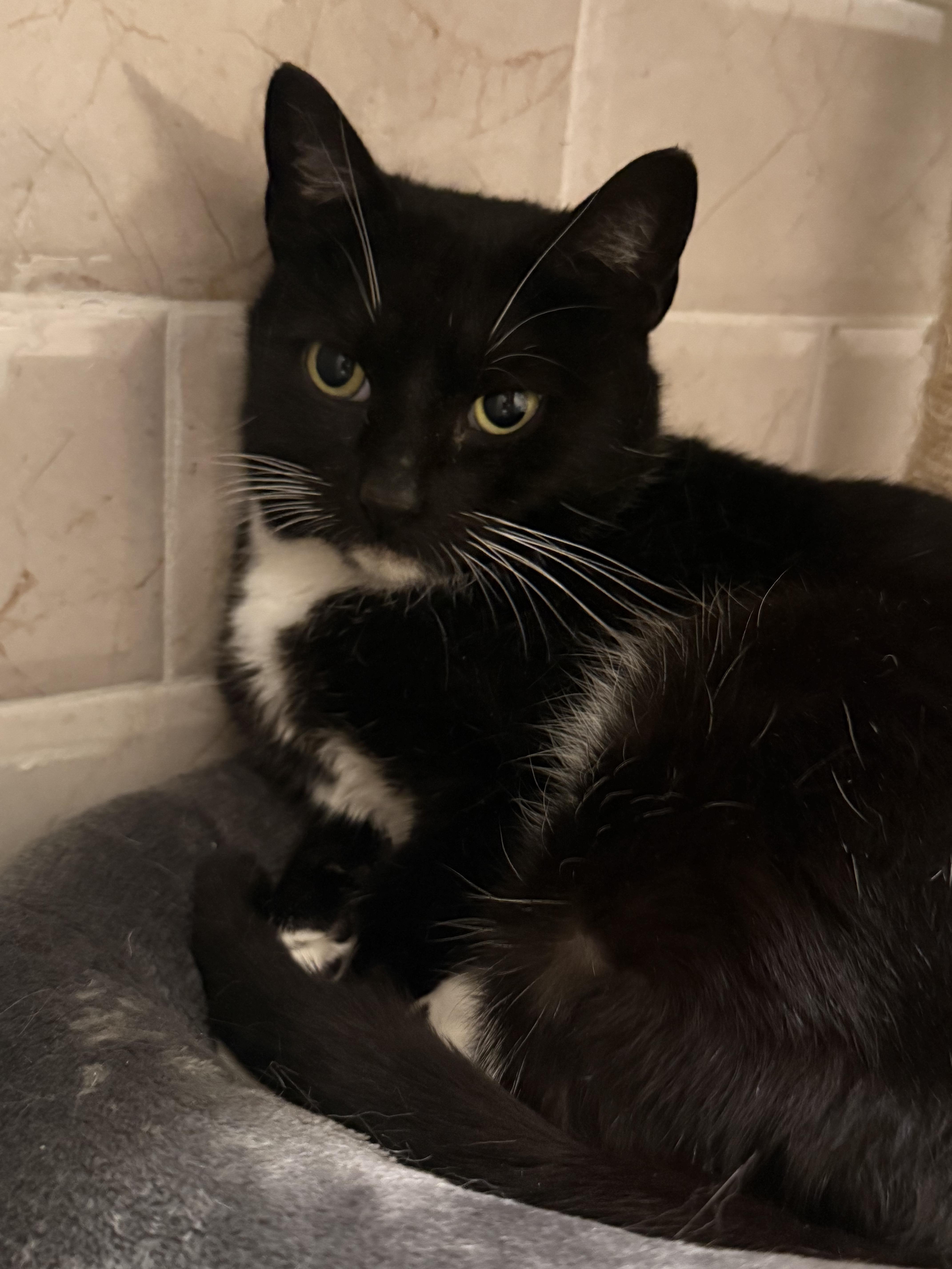 Enlarge Angel , a ADOPTABLE mixed breed in New York, NY image 2/4