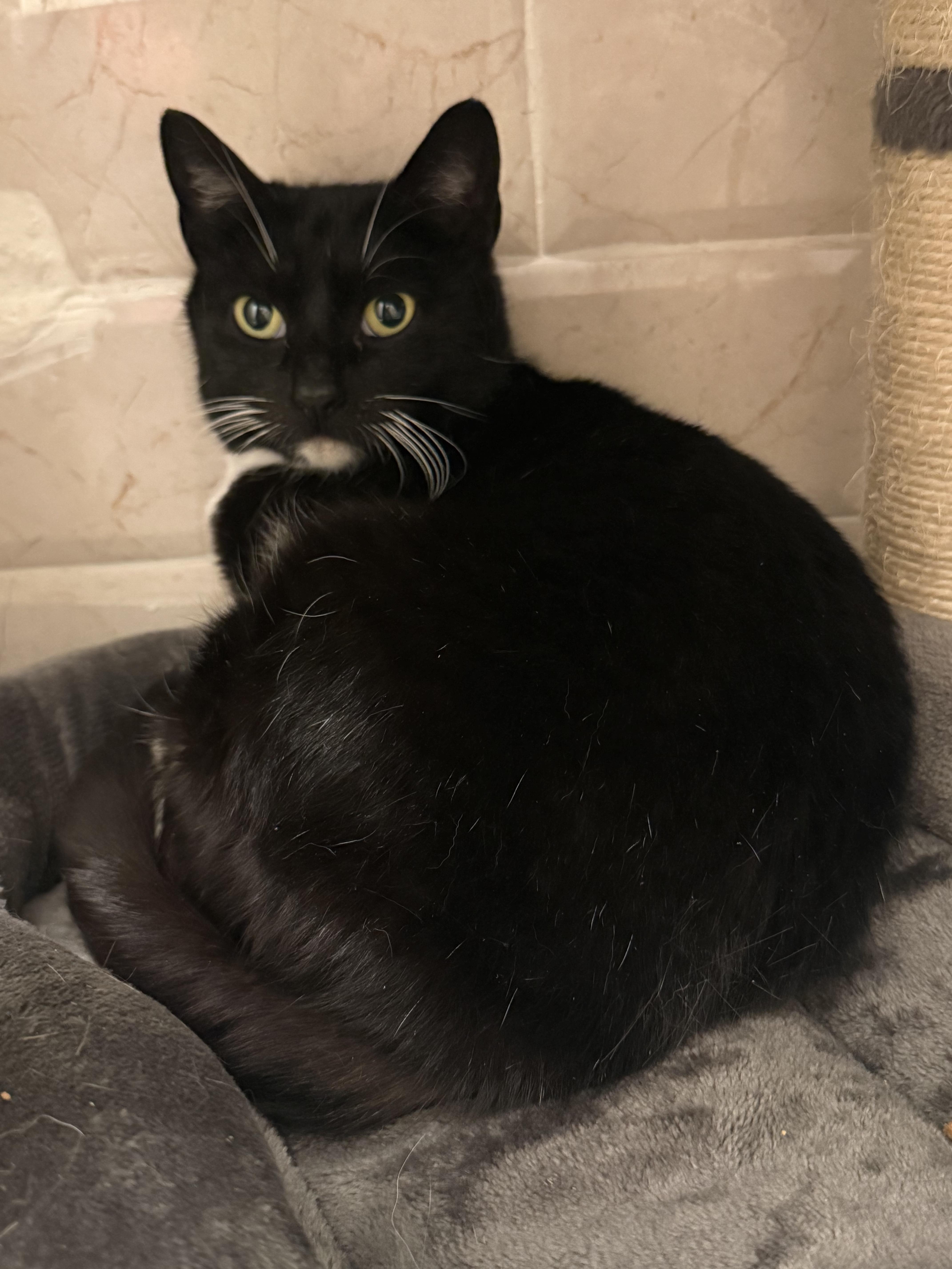 Enlarge Angel , a ADOPTABLE mixed breed in New York, NY image 3/4