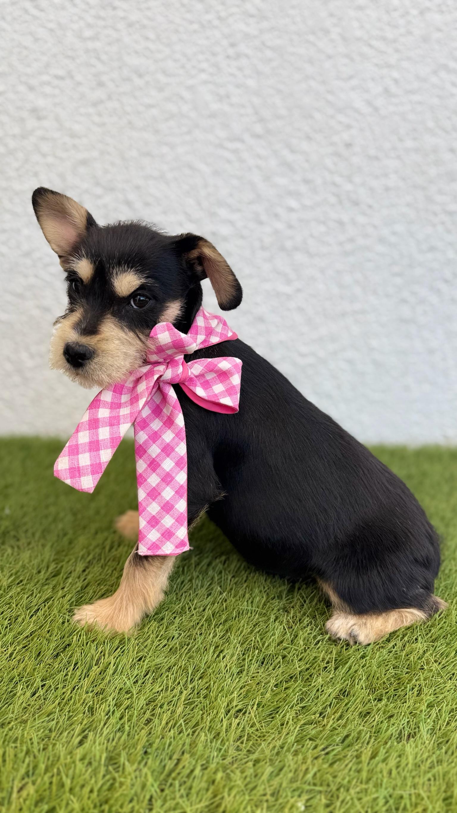 Enlarge PONYO, an adopted mixed breed in La Jolla, CA image 2/6