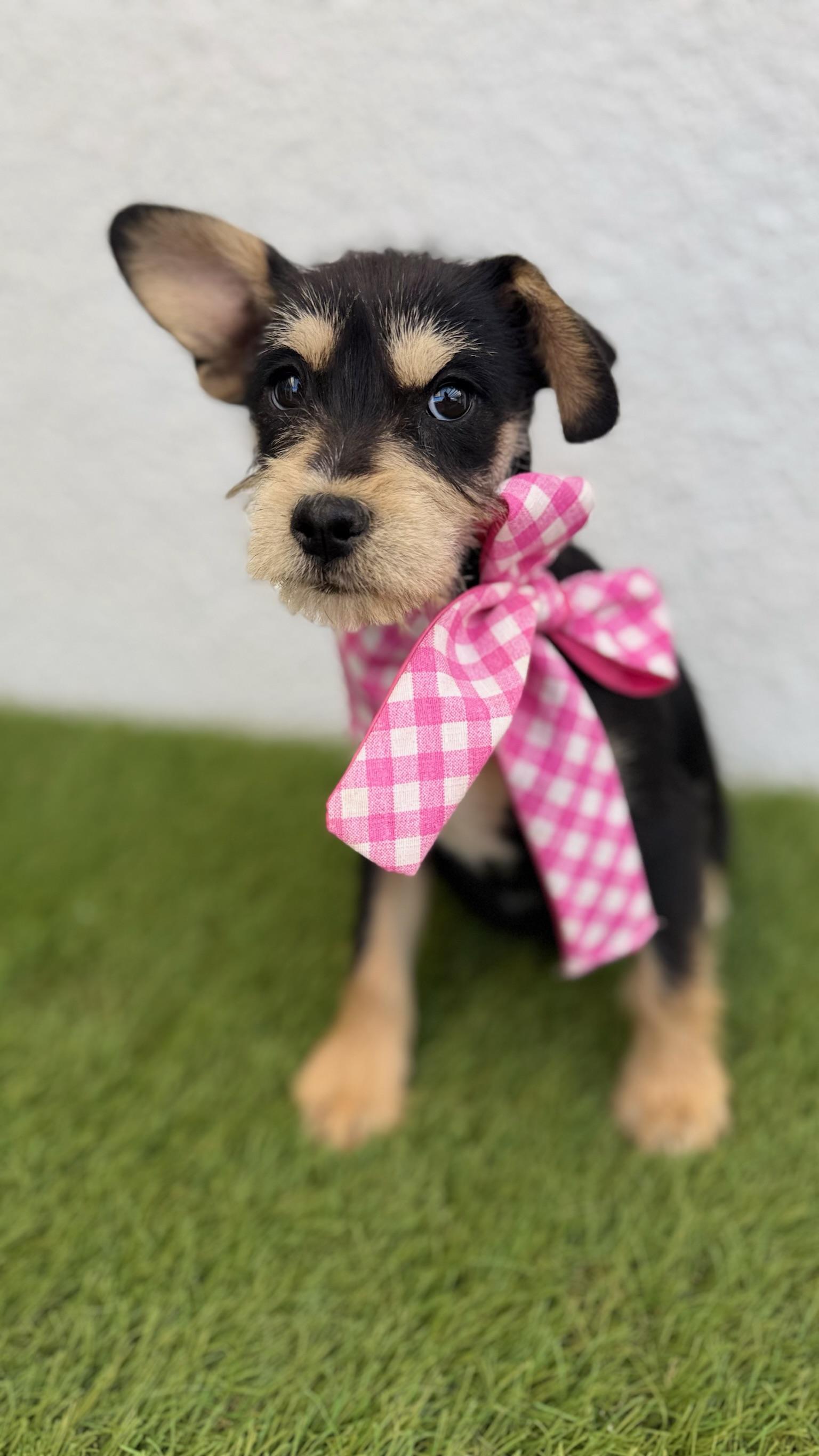 Enlarge PONYO, an adopted mixed breed in La Jolla, CA image 4/6