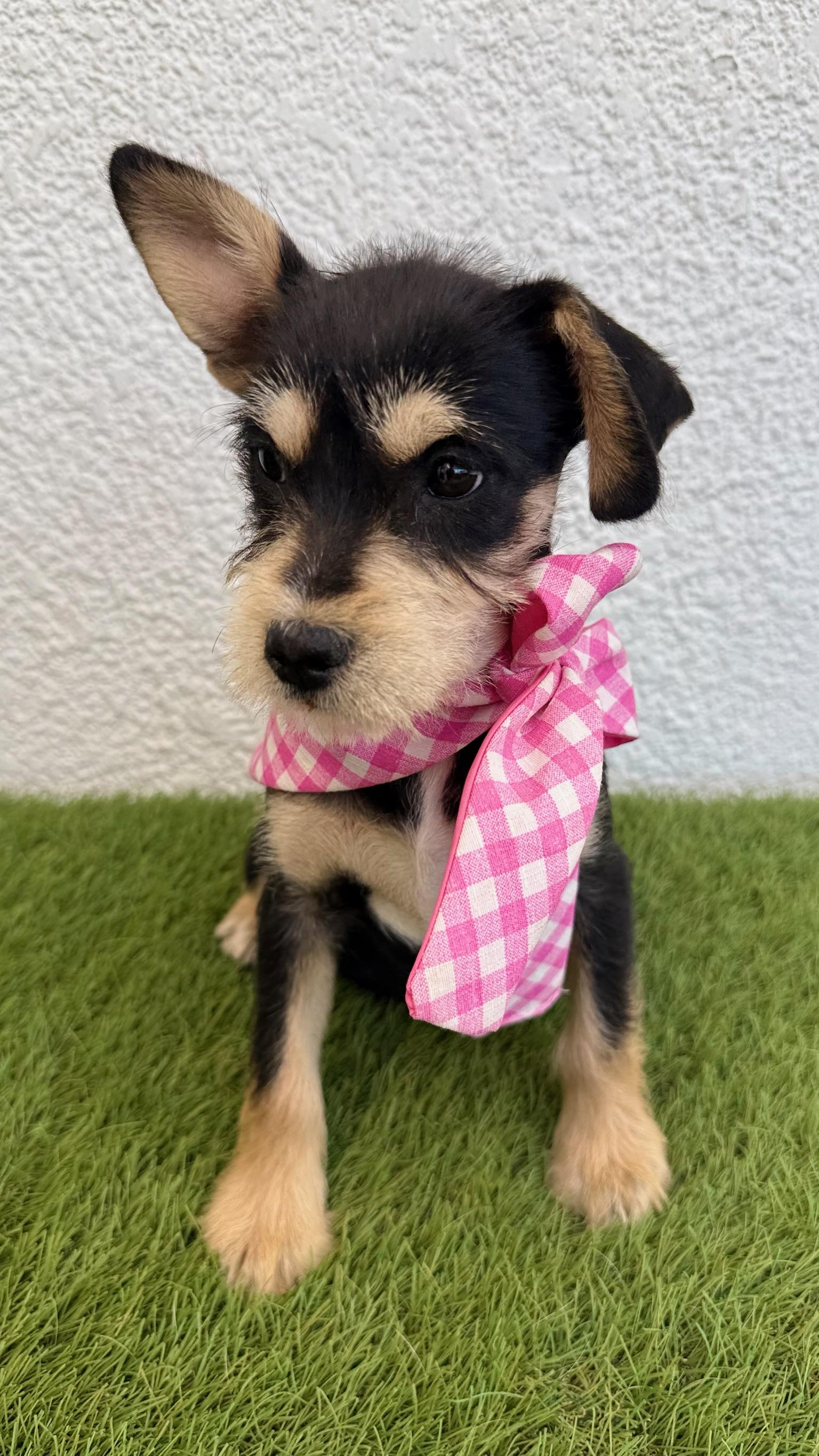 Enlarge PONYO, an adopted mixed breed in La Jolla, CA image 5/6