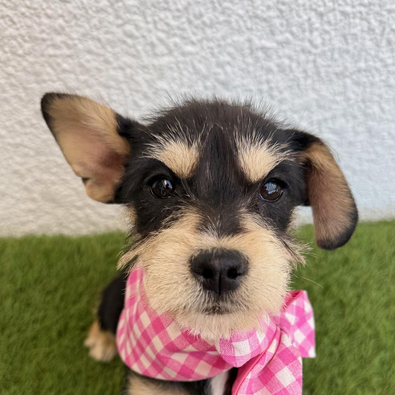 PONYO, adopted, Puppy Female Miniature Schnauzer.