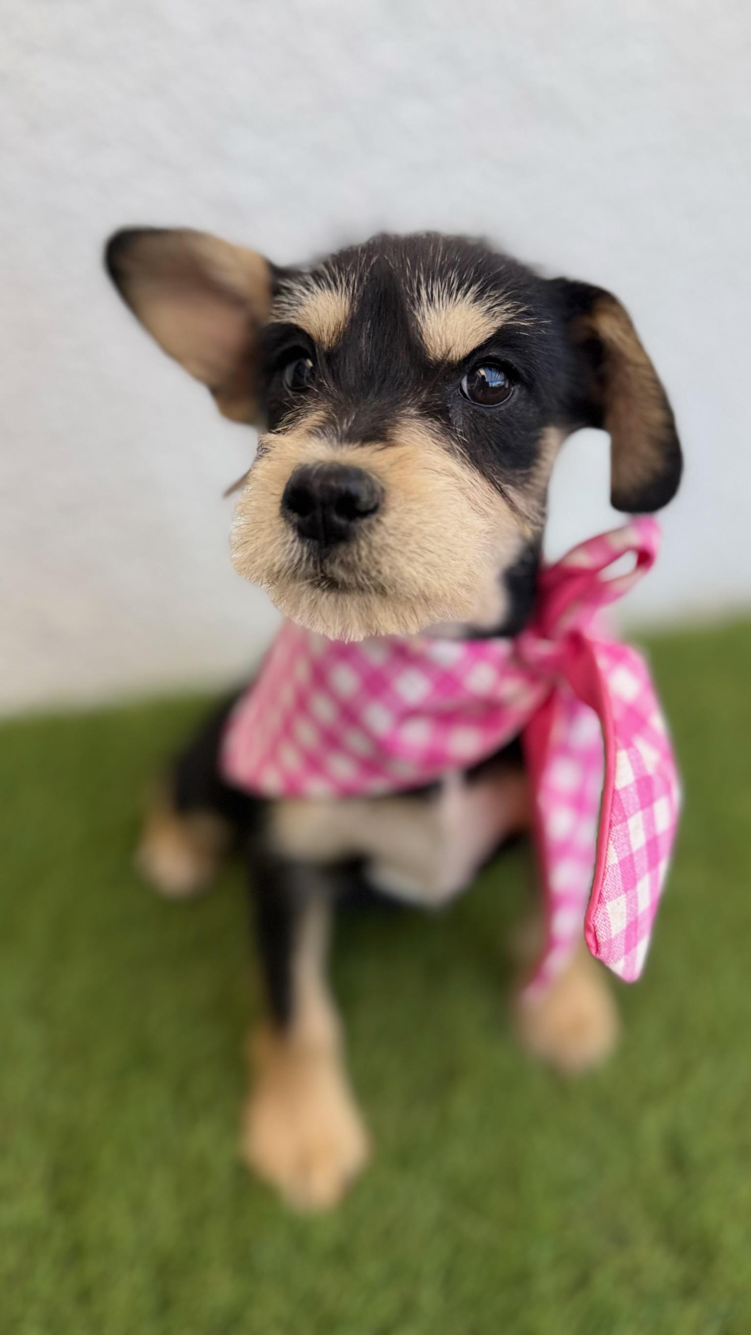 Enlarge PONYO, an adopted mixed breed in La Jolla, CA image 3/6
