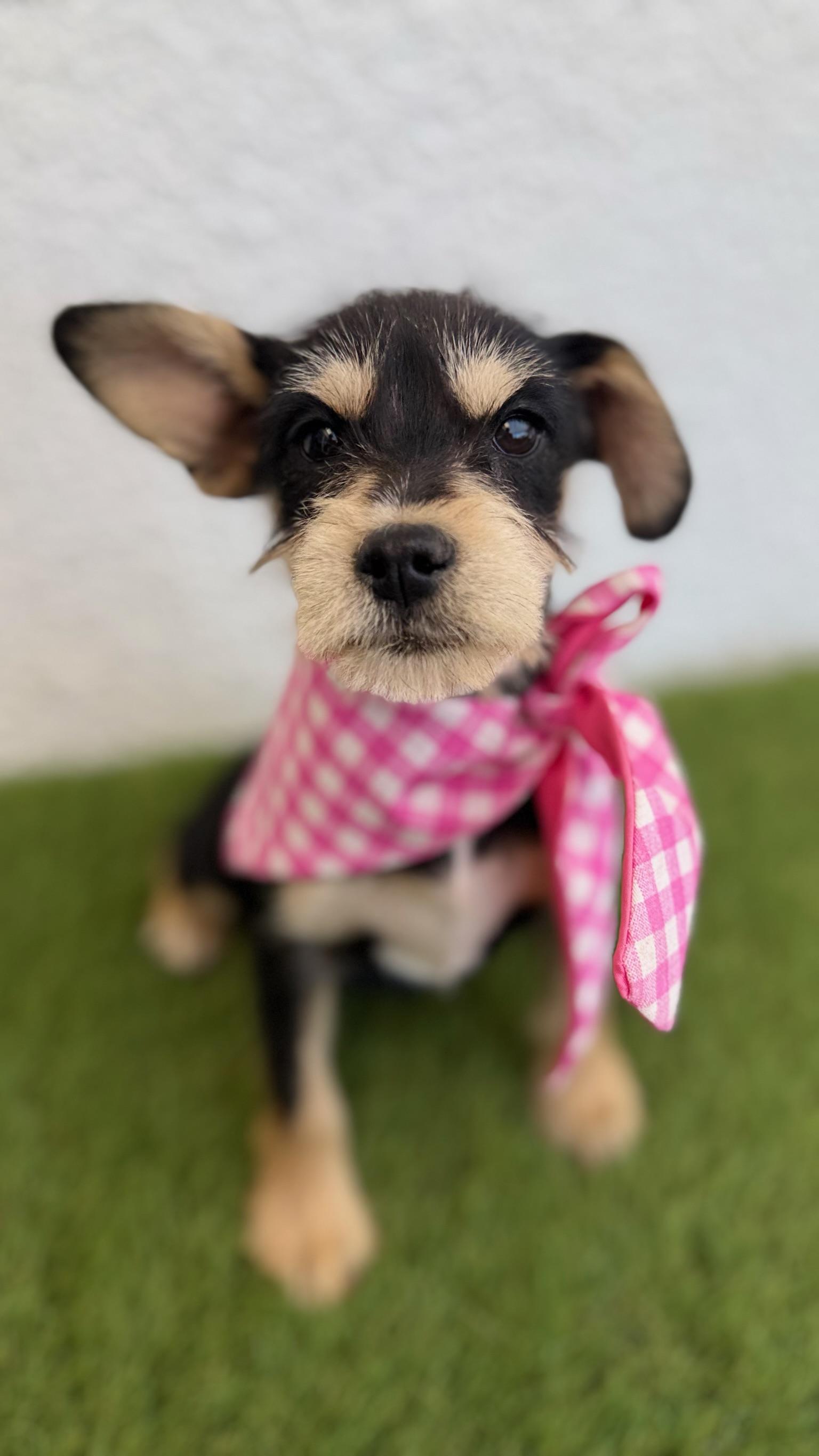 Enlarge PONYO, an adopted mixed breed in La Jolla, CA image 6/6