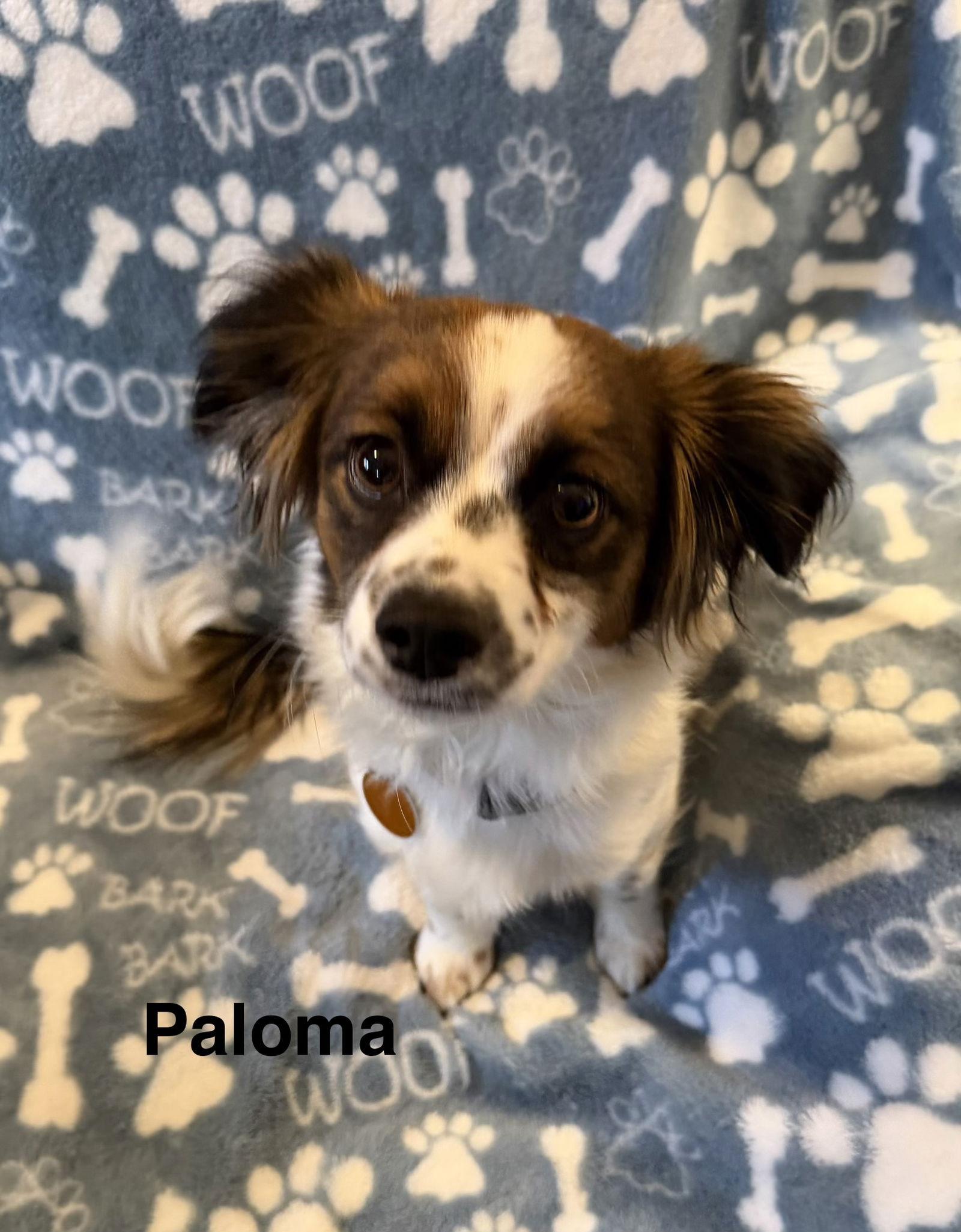 Enlarge Paloma, a Adopted Spaniel in Colorado Springs, CO image 1/1