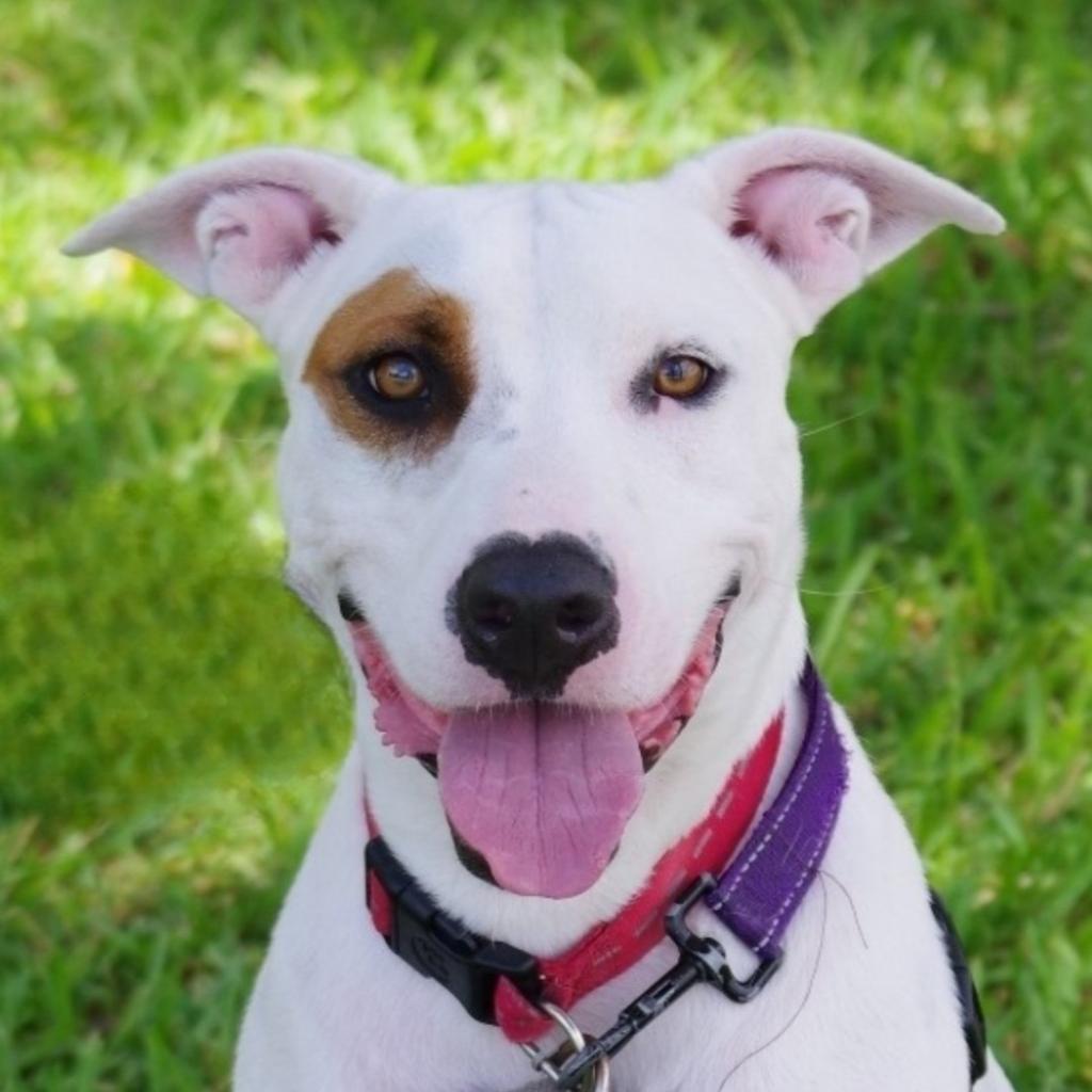 Enlarge Blanquito, a Adoptable mixed breed in Miami, FL image 1/6