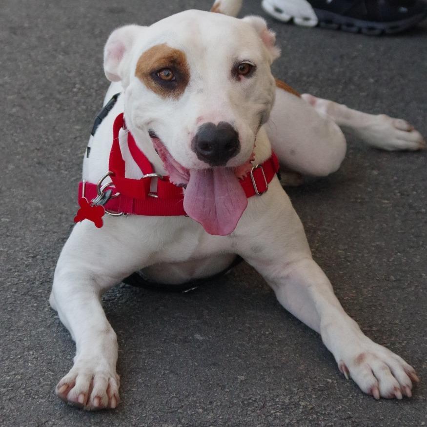 Enlarge Blanquito, a Adoptable mixed breed in Miami, FL image 2/6