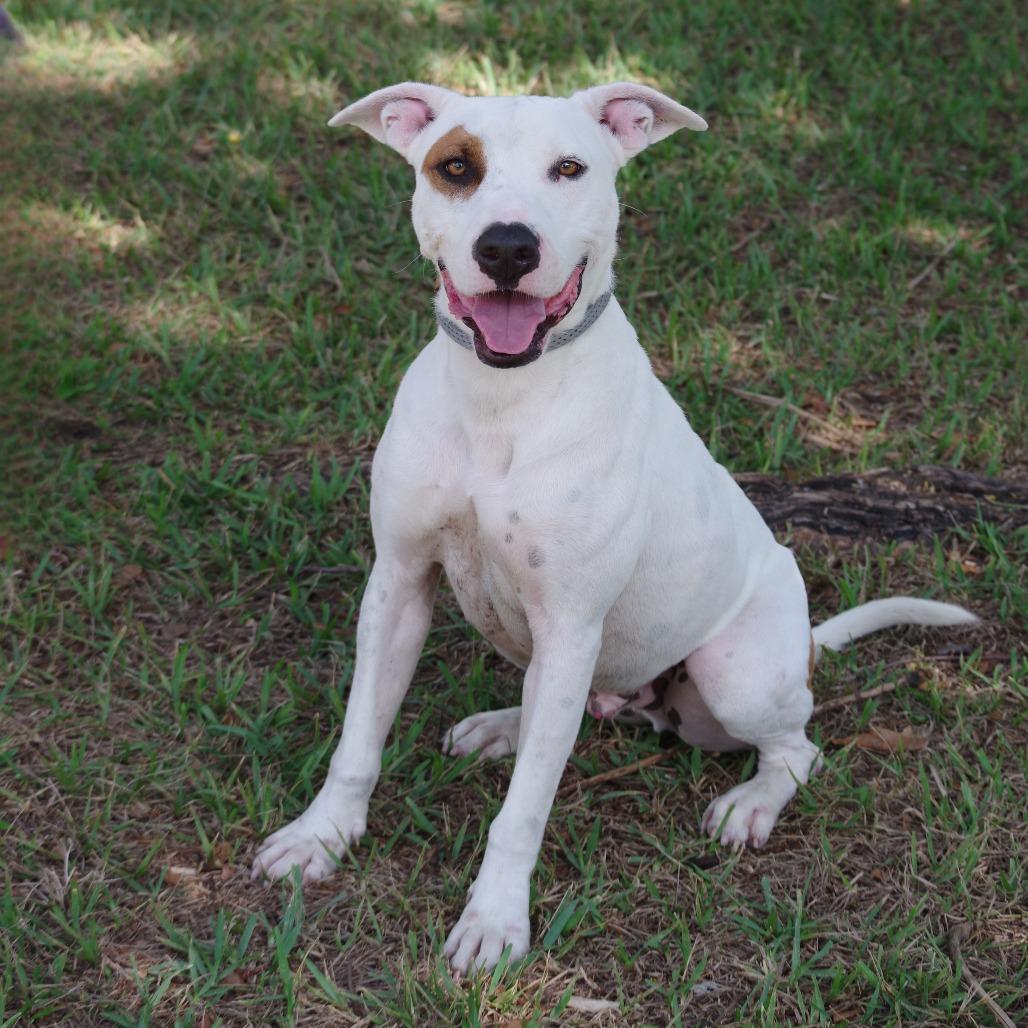 Enlarge Blanquito, a Adoptable mixed breed in Miami, FL image 2/6