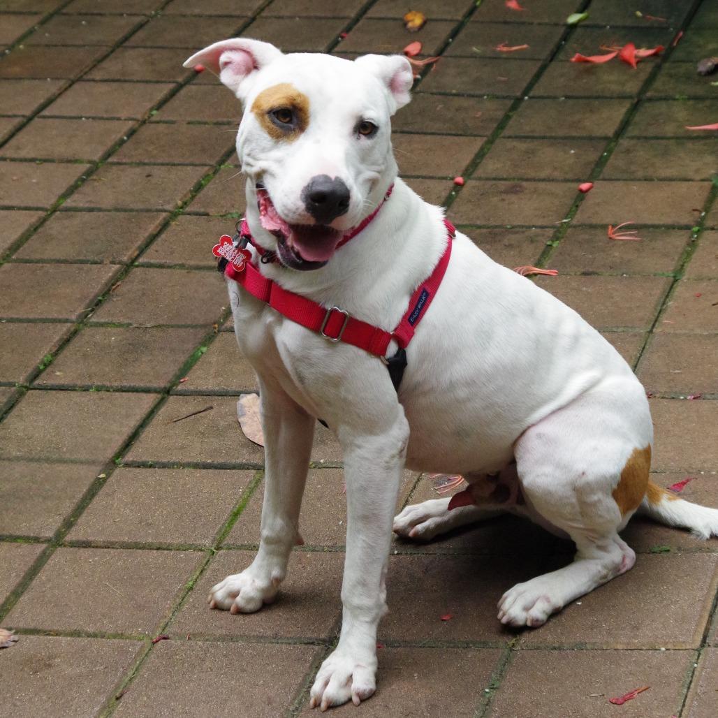 Enlarge Blanquito, a Adoptable mixed breed in Miami, FL image 3/6