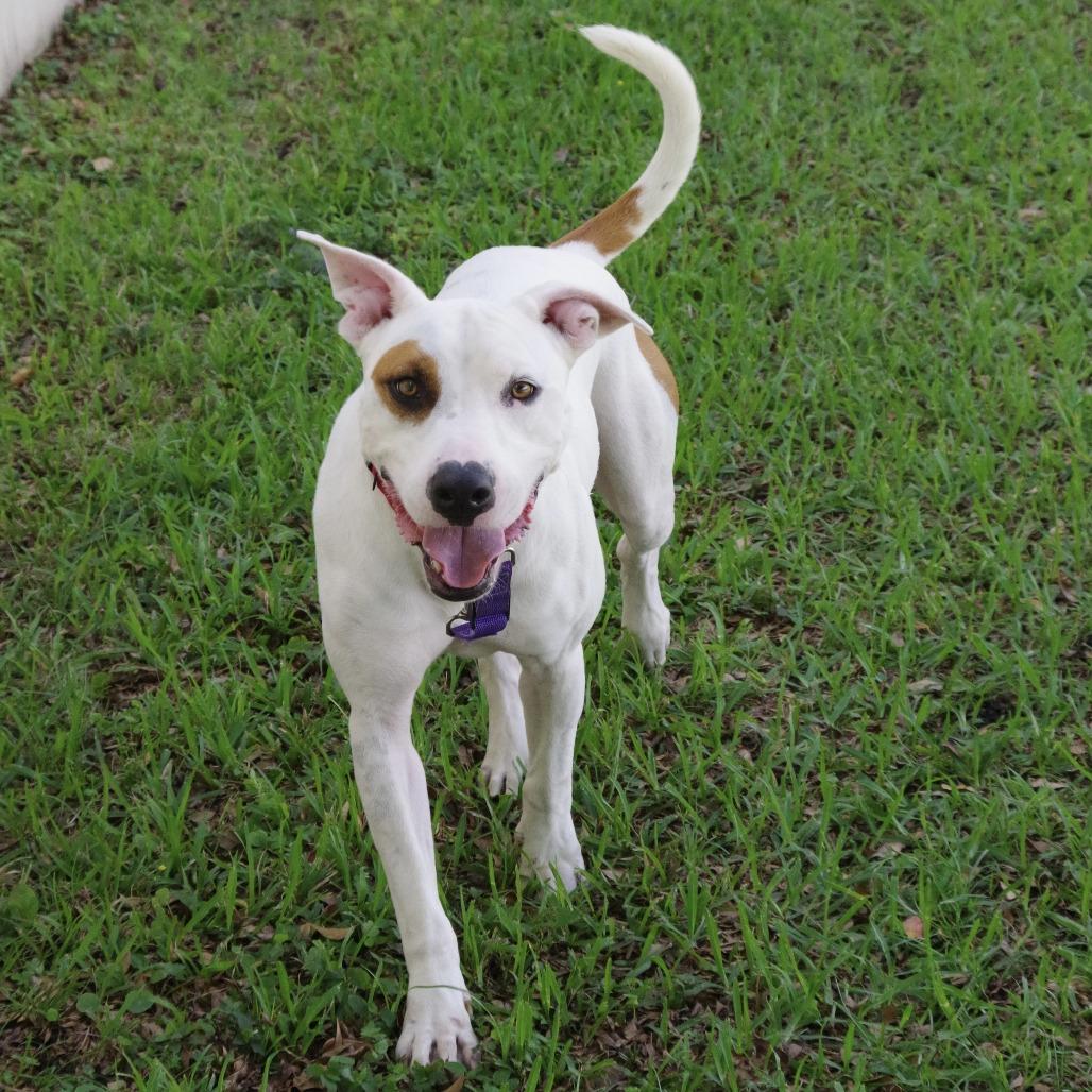Enlarge Blanquito, a Adoptable mixed breed in Miami, FL image 3/6