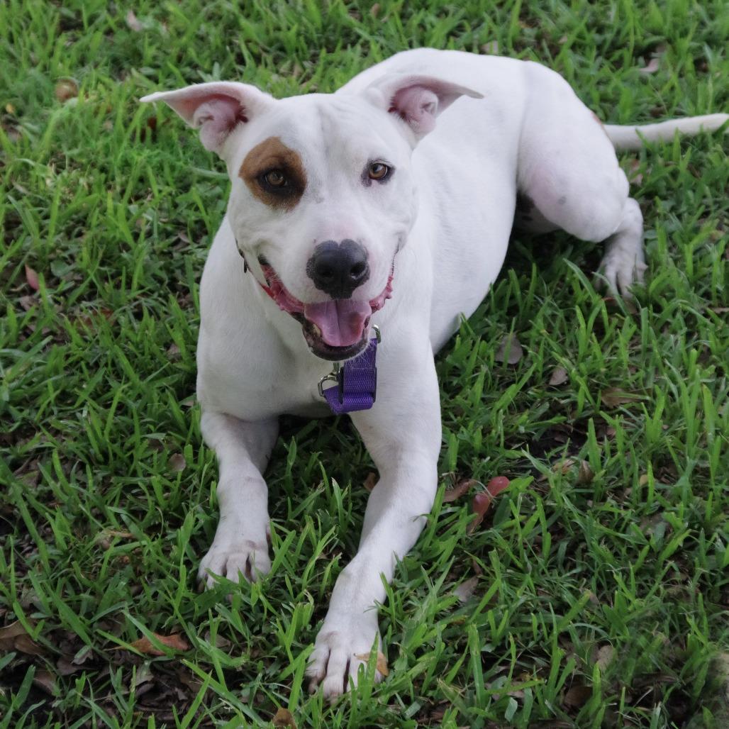 Enlarge Blanquito, a Adoptable mixed breed in Miami, FL image 4/6
