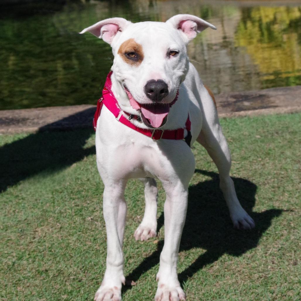 Enlarge Blanquito, a Adoptable mixed breed in Miami, FL image 4/6