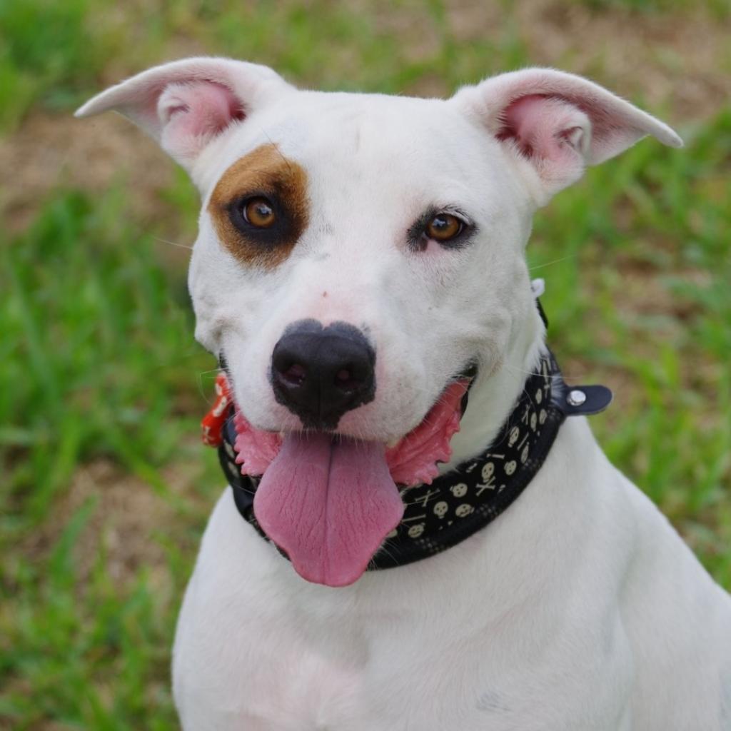 Enlarge Blanquito, a Adoptable mixed breed in Miami, FL image 5/6