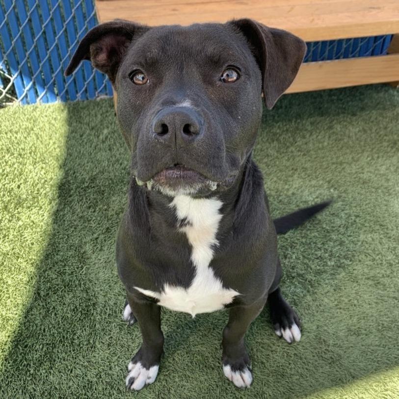 Enlarge Kalu, a Adoptable mixed breed in Long Beach, CA image 1/6