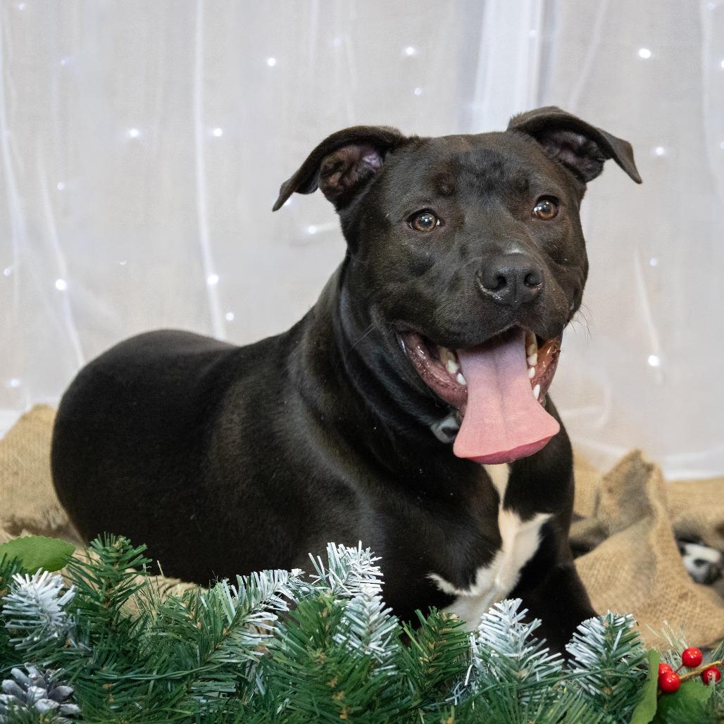 Enlarge Kalu, a Adoptable mixed breed in Long Beach, CA image 6/6