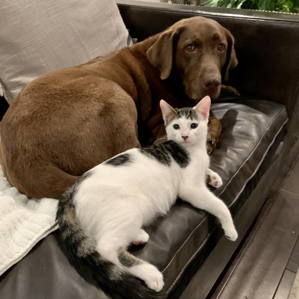 Zach, a Adoptable mixed breed in Jupiter, FL image 1/6