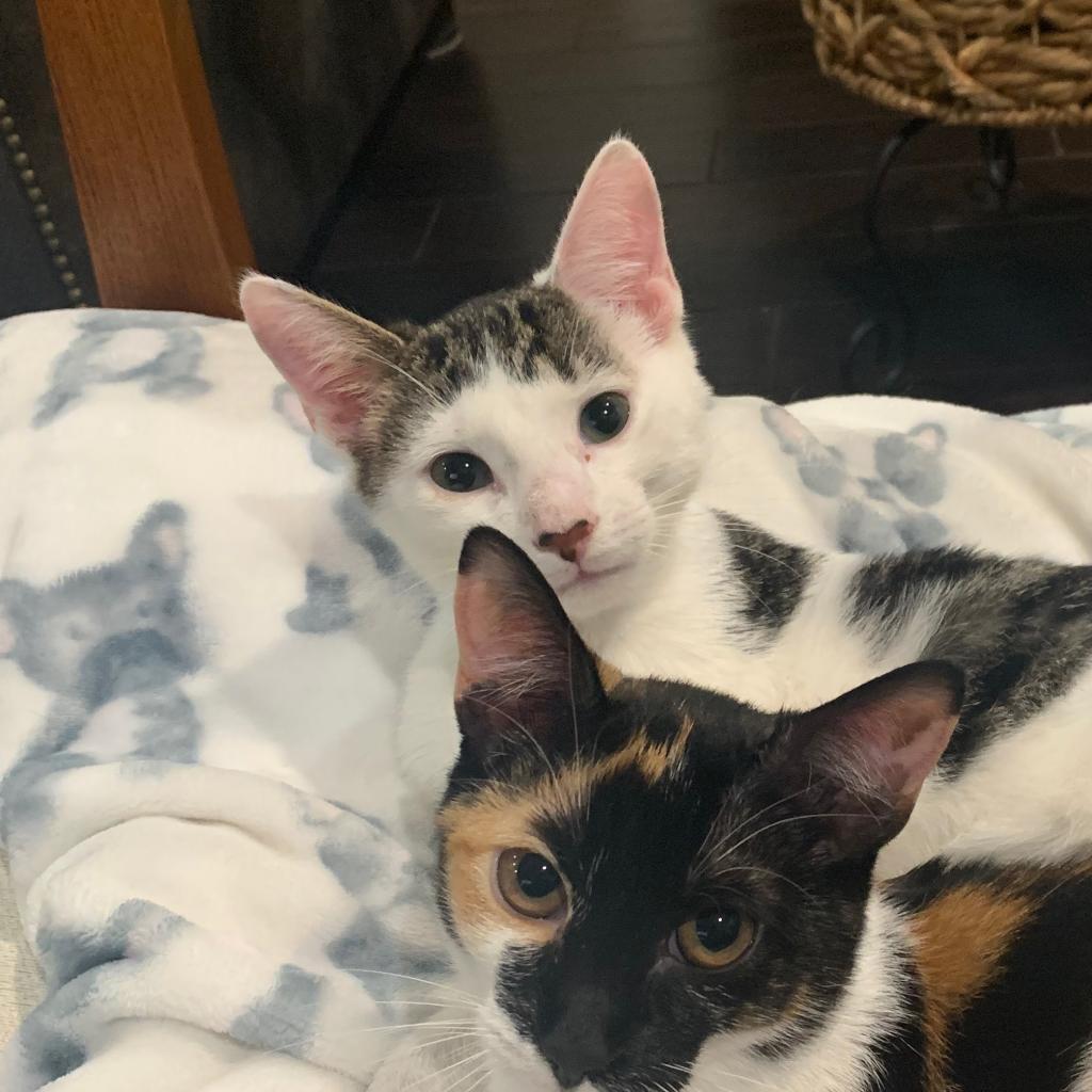 Zach, a Adoptable mixed breed in Jupiter, FL image 2/6