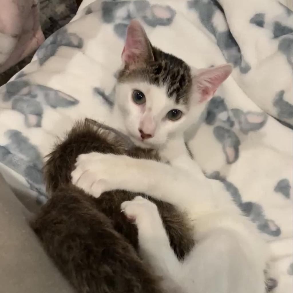 Zach, a Adoptable mixed breed in Jupiter, FL image 5/6