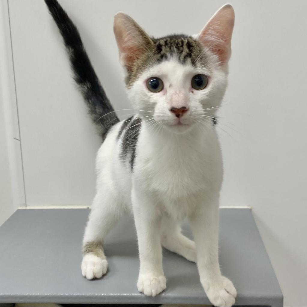 Zach, a Adoptable mixed breed in Jupiter, FL image 6/6