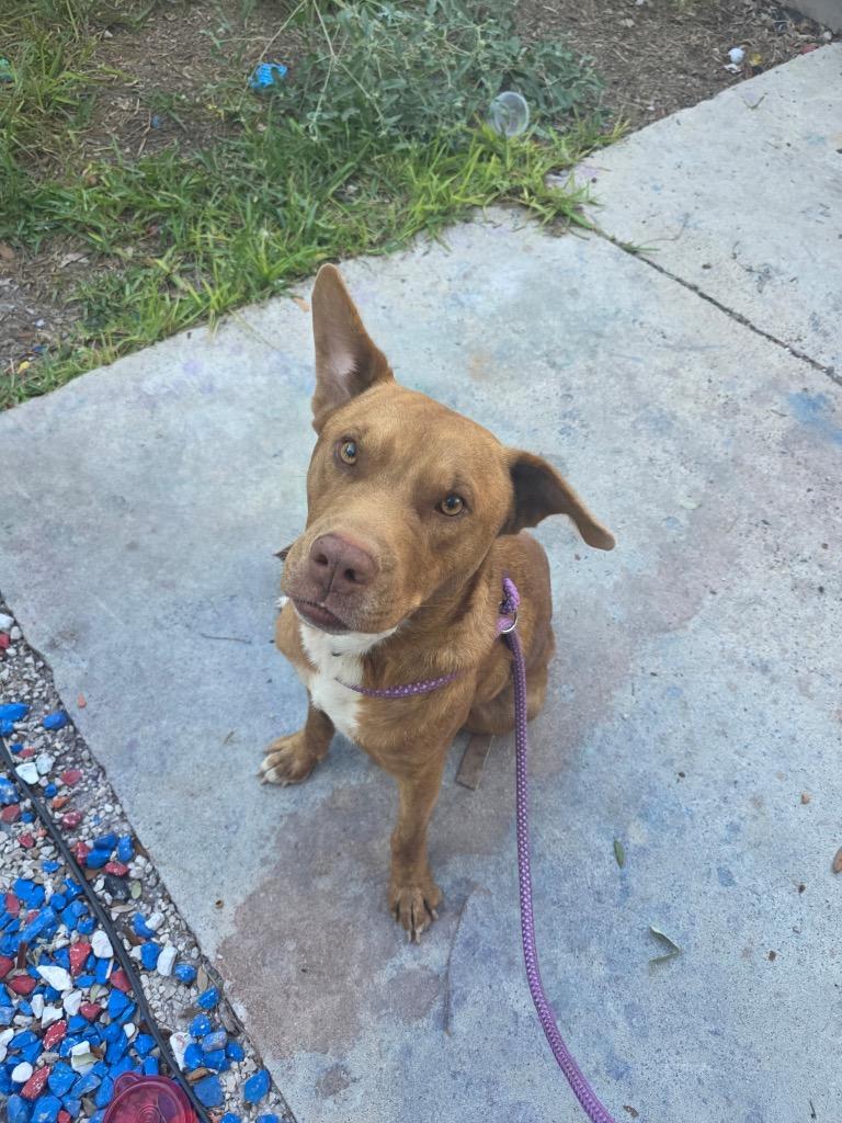 Hersey's, Adoptable, Young Male Labrador Retriever & Mixed Breed.