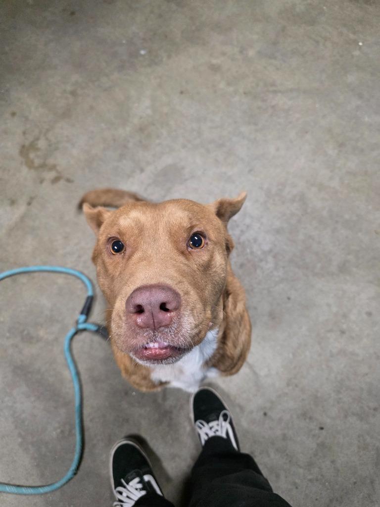 Enlarge Hersey's, a Adoptable mixed breed in Rockport, TX image 2/4