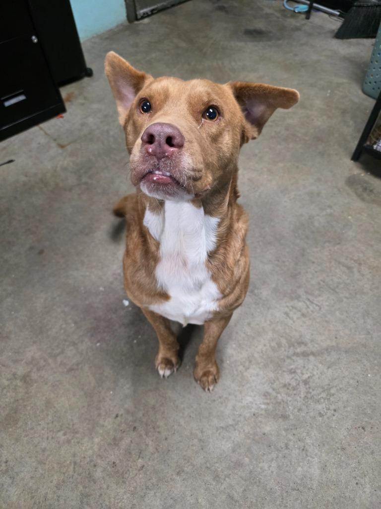 Enlarge Hersey's, a Adoptable mixed breed in Rockport, TX image 3/4