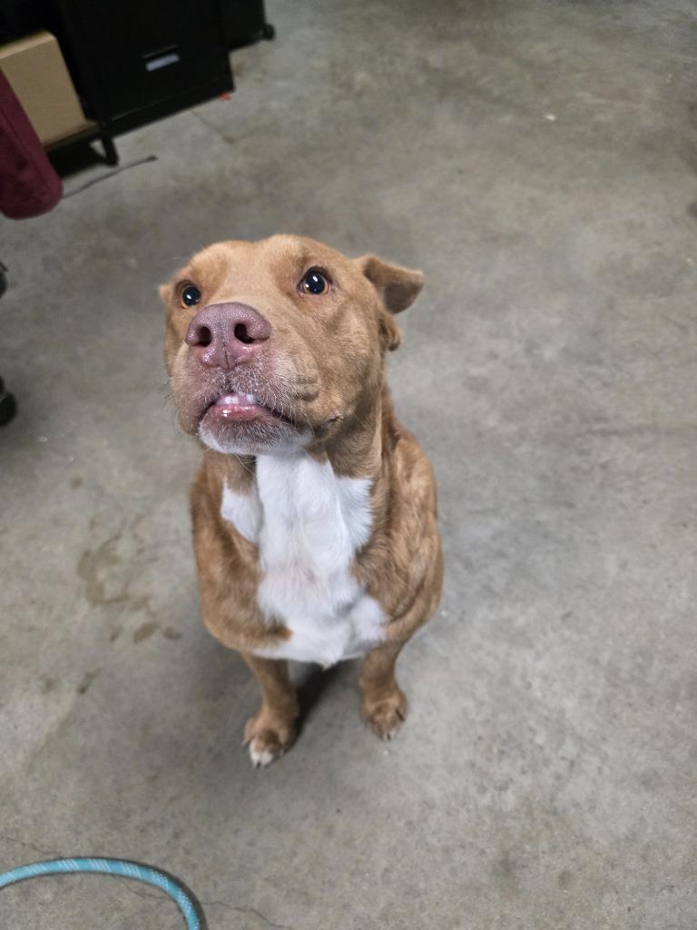 Enlarge Hersey's, a Adoptable mixed breed in Rockport, TX image 4/4