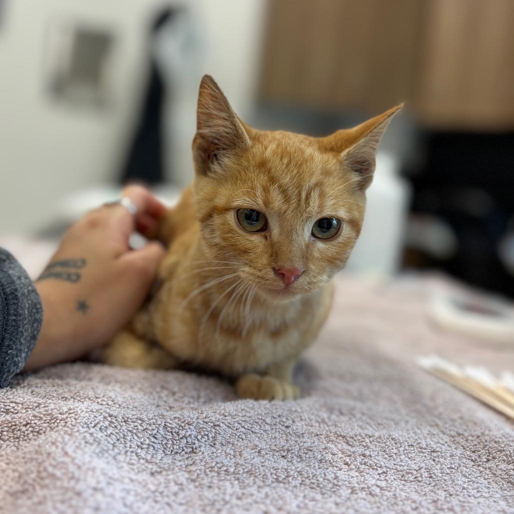 Enlarge Shaggy, a Adoptable Domestic Short Hair in Nashville, IN image 1/1