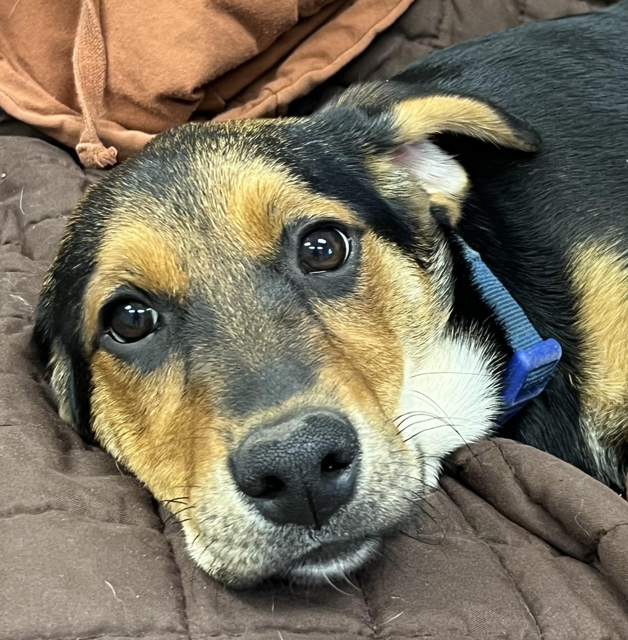Skye, a ADOPTABLE mixed breed in Farmington, MO image 3/4