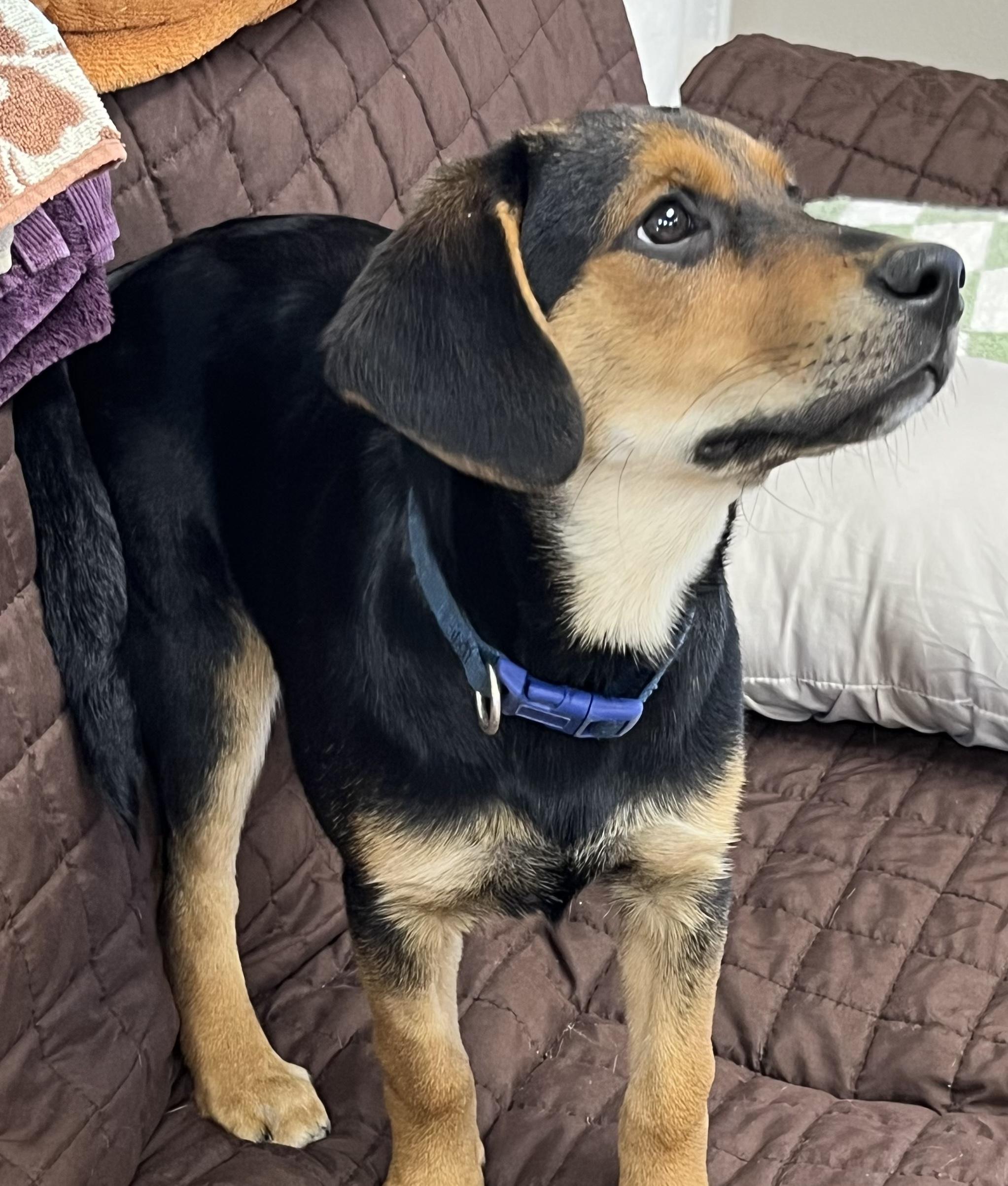 Skye, ADOPTABLE, Young Female Labrador Retriever.