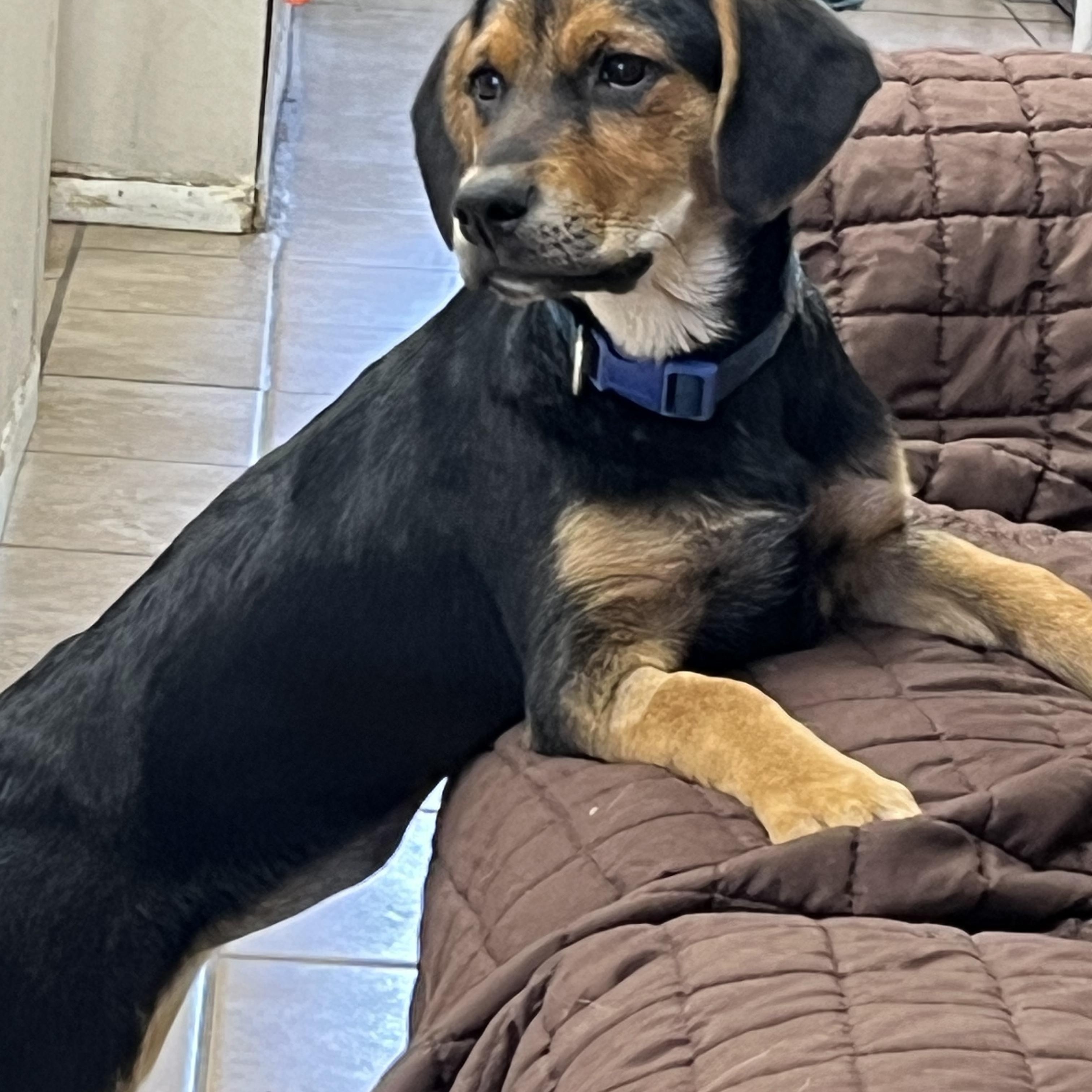 Skye, a ADOPTABLE mixed breed in Farmington, MO image 2/4