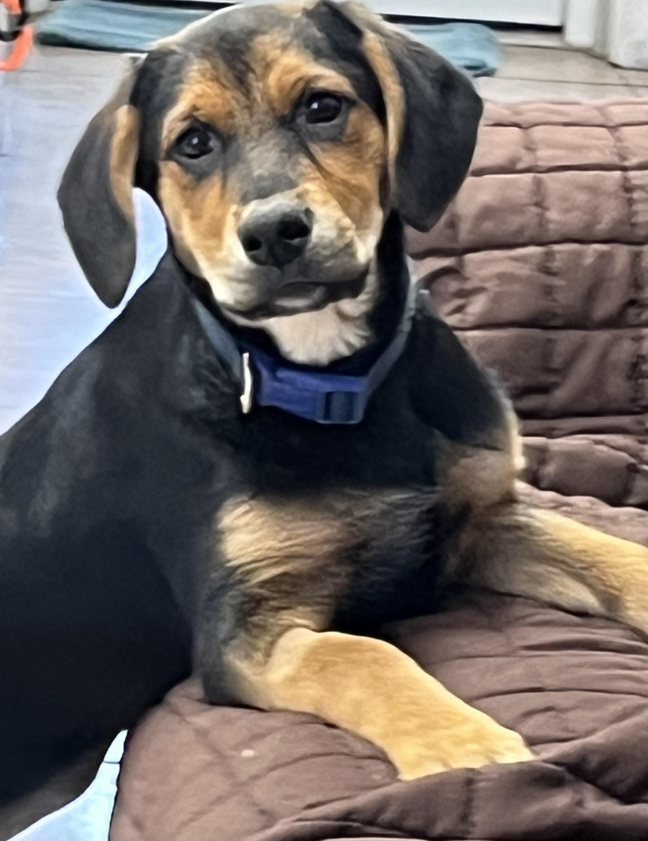 Skye, a ADOPTABLE mixed breed in Farmington, MO image 4/4
