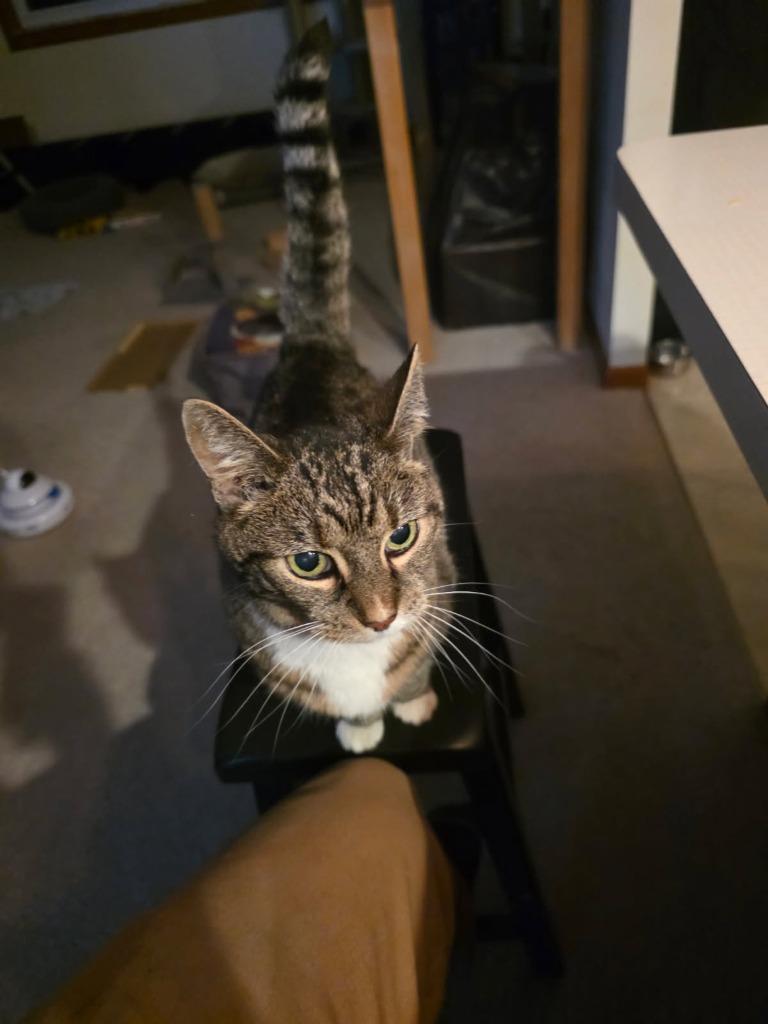 Lucy, Adoptable, Senior Female Domestic Short Hair.