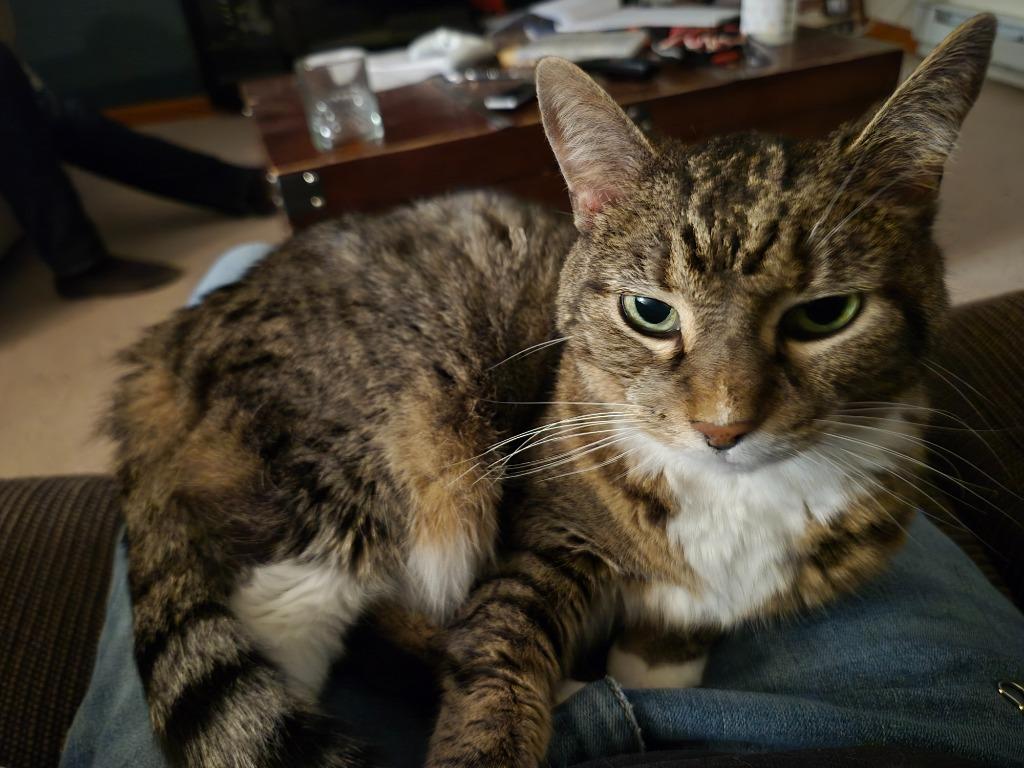 Enlarge Lucy, a Adoptable mixed breed in Cincinnati, OH image 4/4