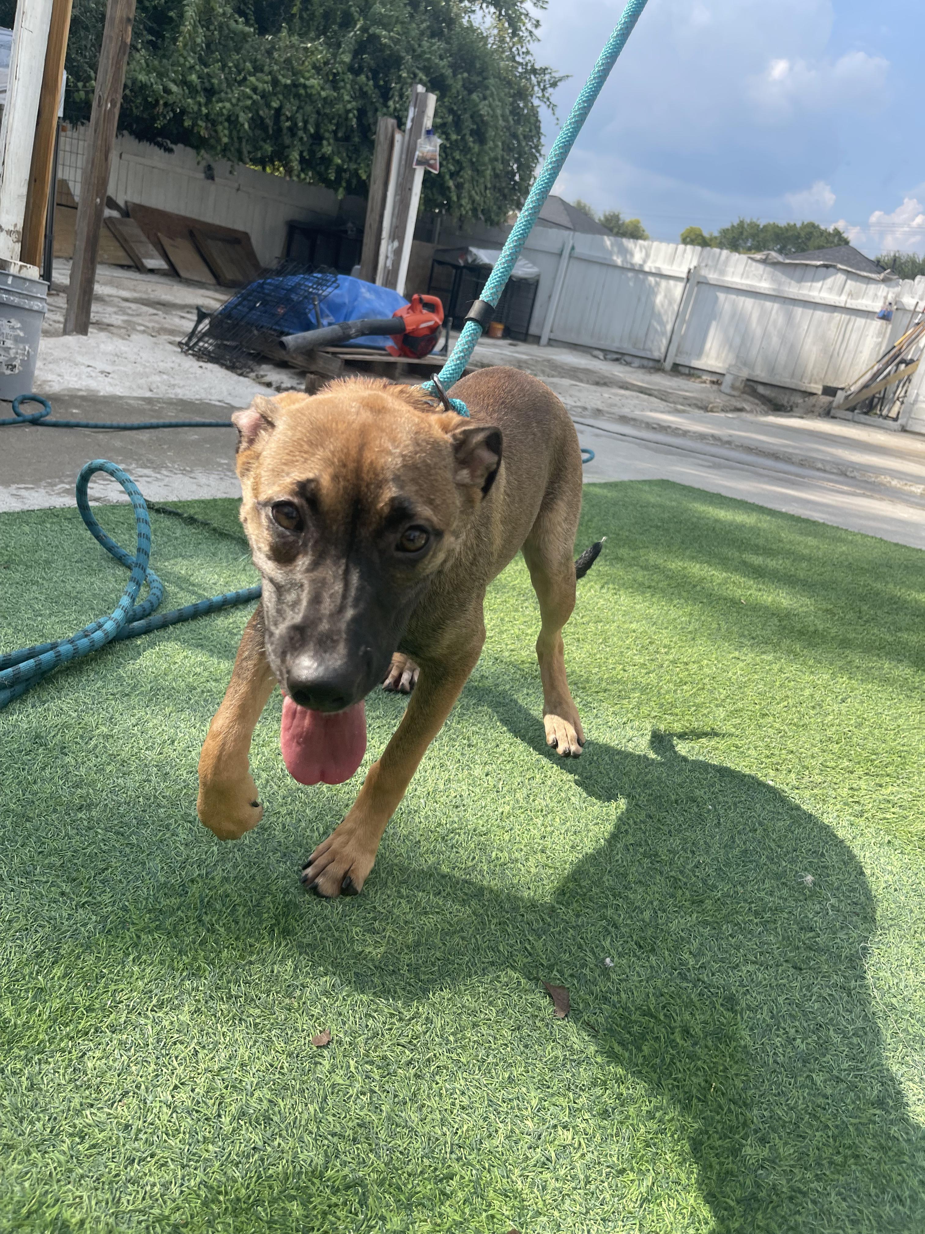 Enlarge Xena, a Adoptable mixed breed in Perrysburg, OH image 2/6