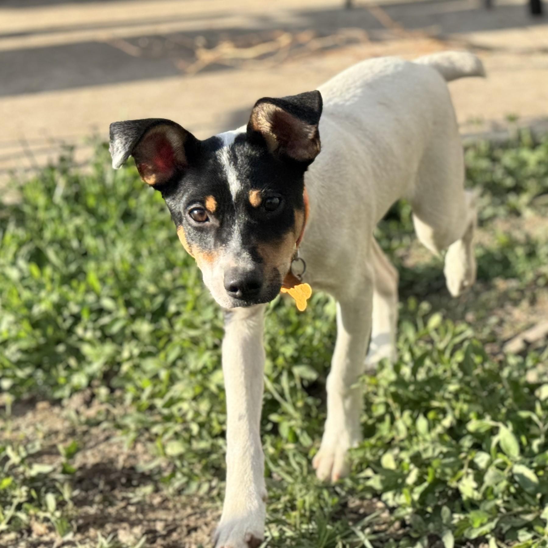 Ike, a Adoptable mixed breed in Normal, IL image 4/6