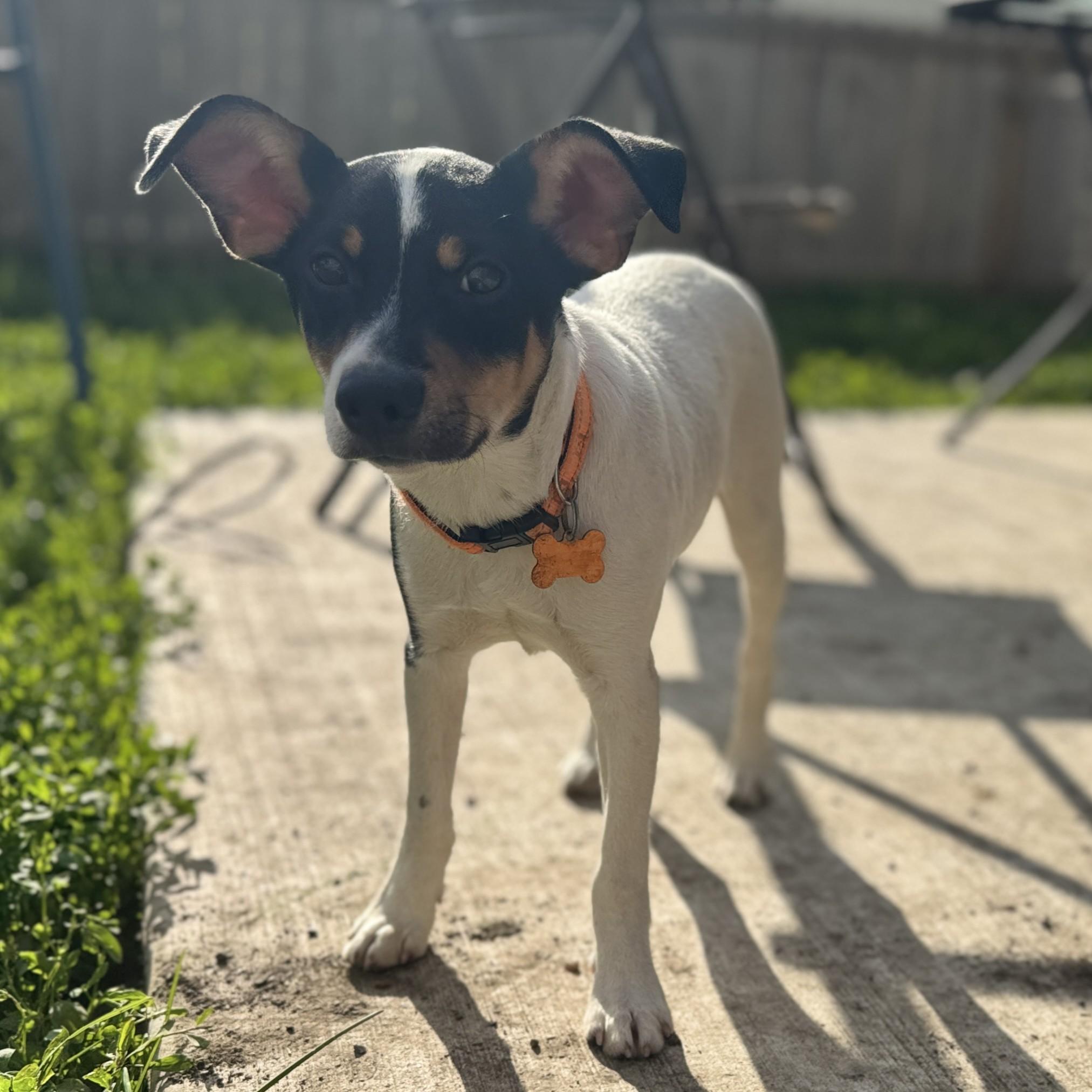 Ike, a Adoptable mixed breed in Normal, IL image 3/6