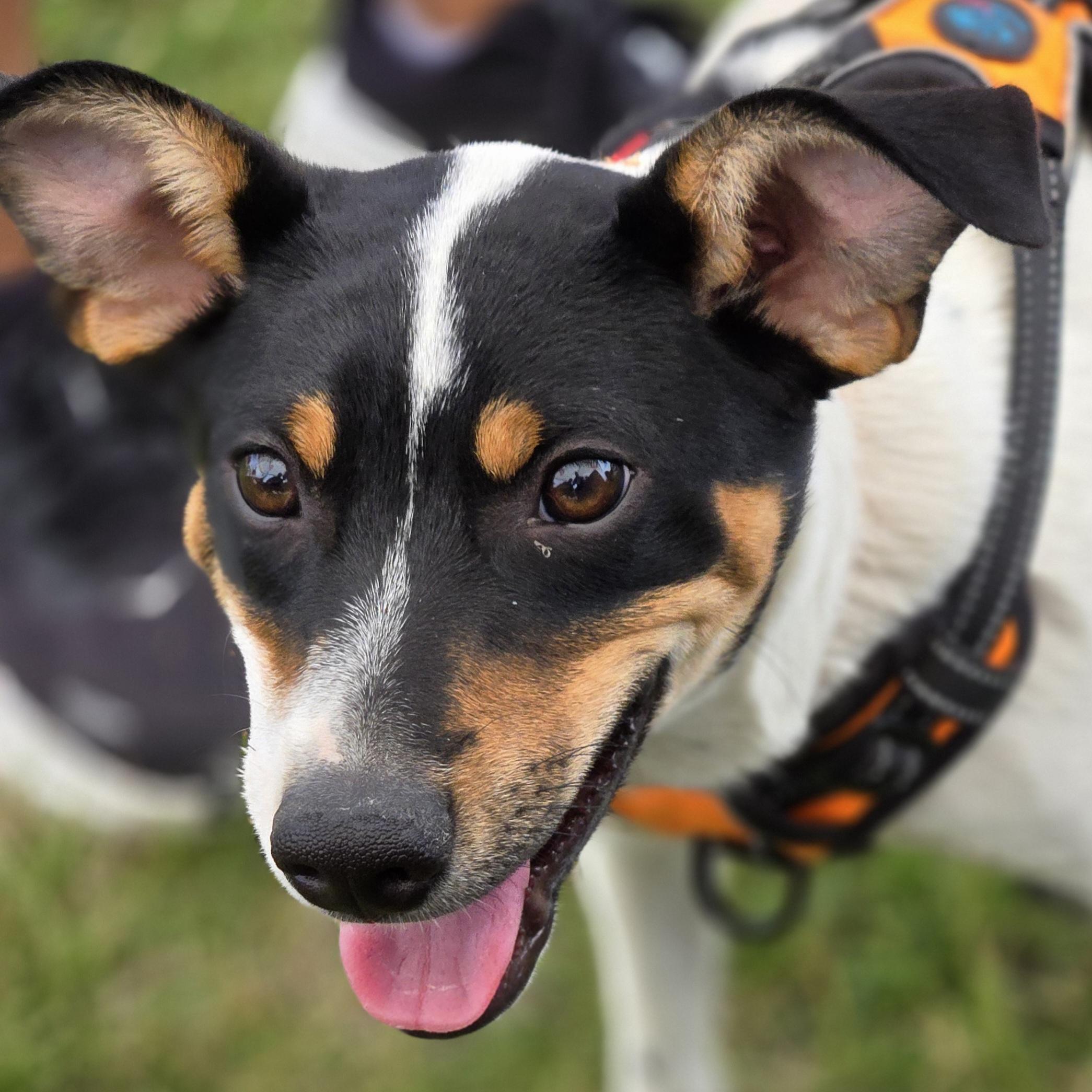 Ike, Adoptable, Puppy Male Jack Russell Terrier & Mixed Breed.