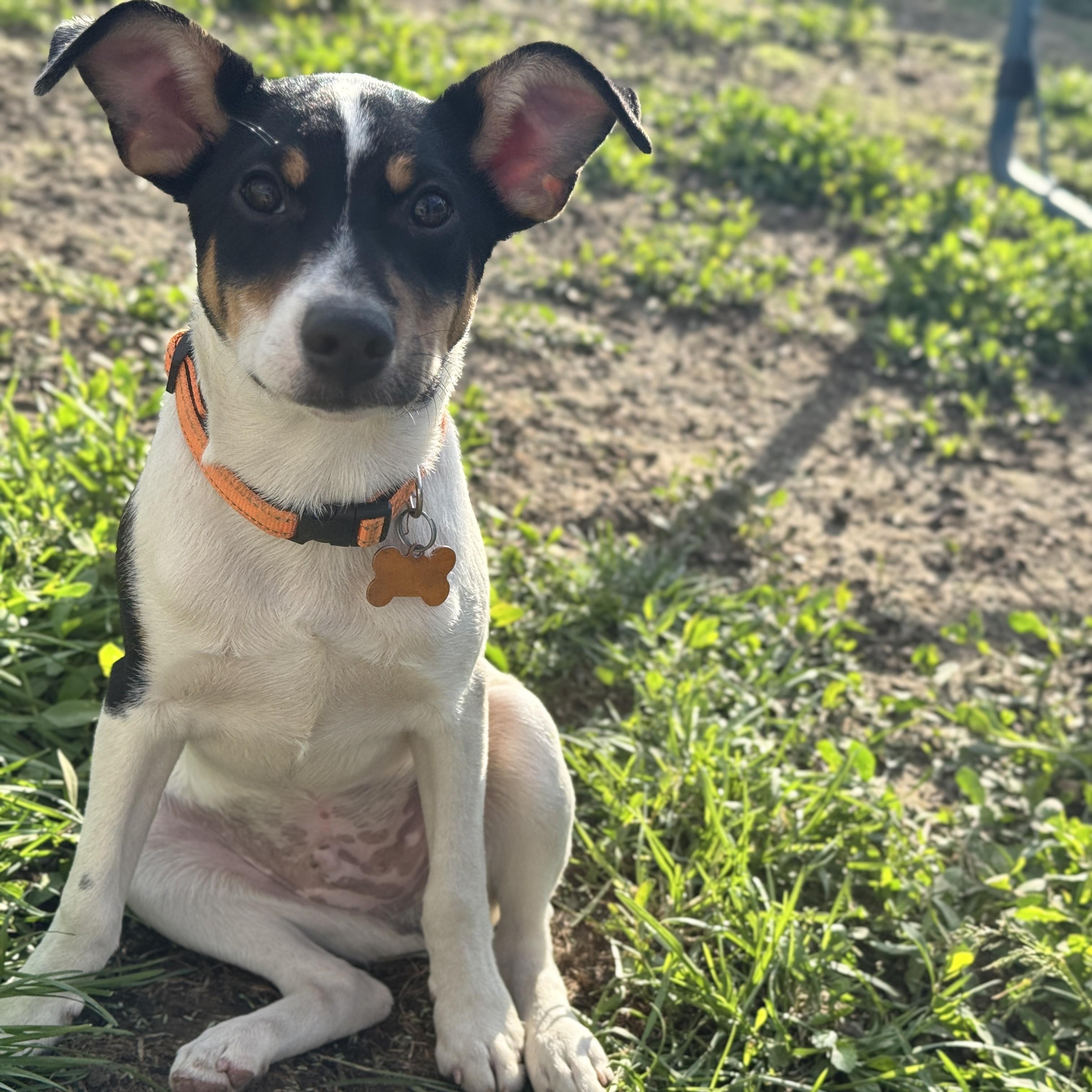 Ike, a Adoptable mixed breed in Normal, IL image 2/6