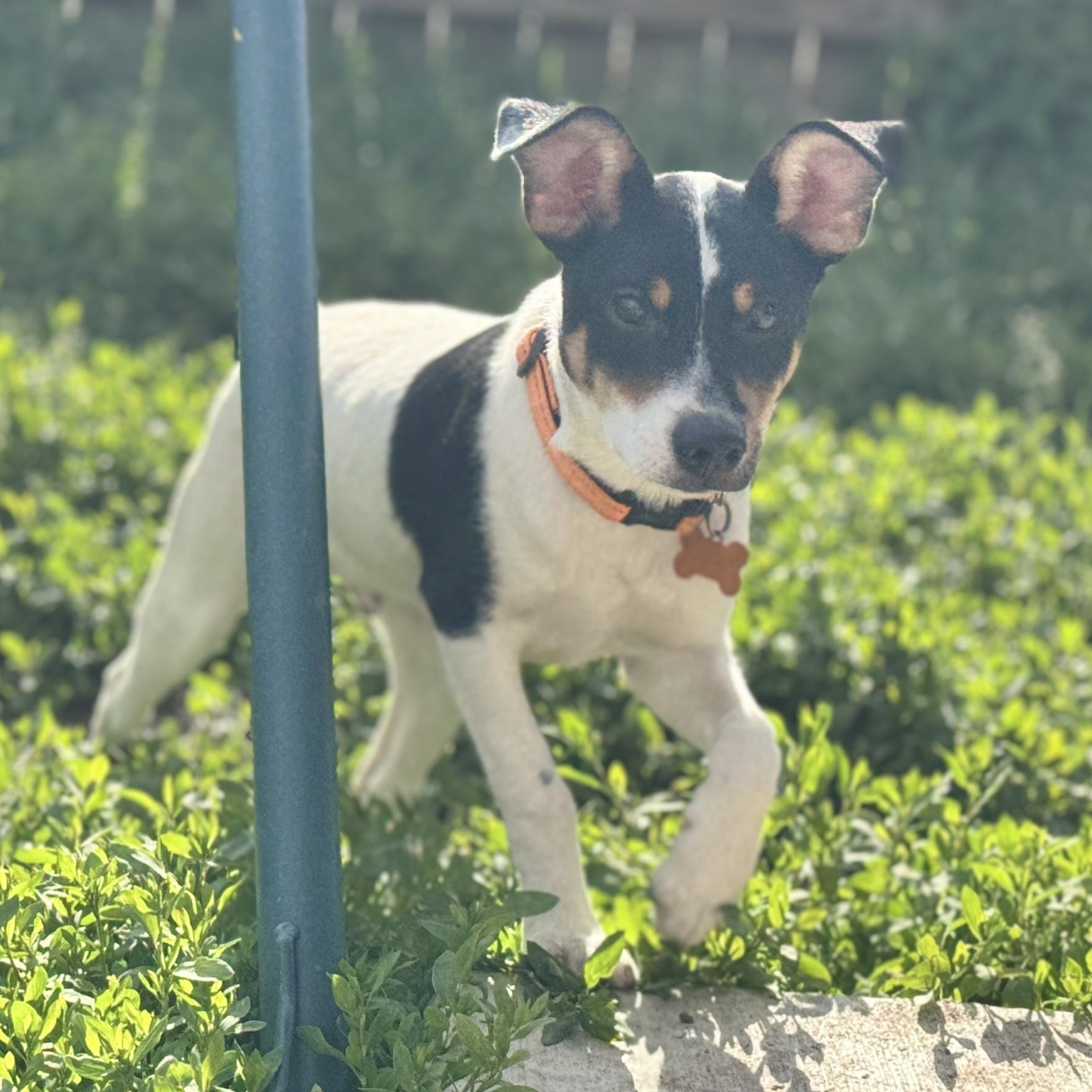 Ike, a Adoptable mixed breed in Normal, IL image 6/6