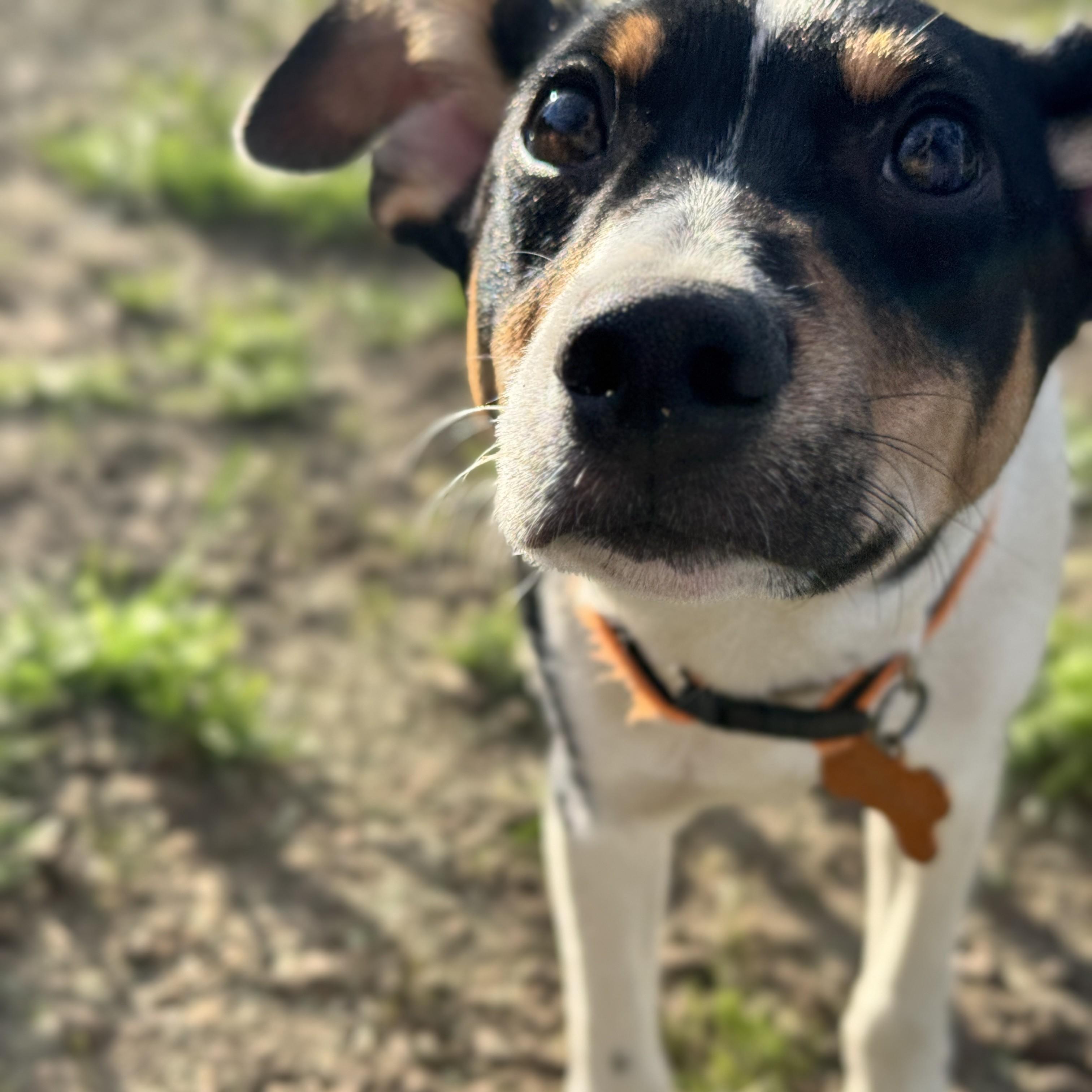 Ike, a Adoptable mixed breed in Normal, IL image 5/6